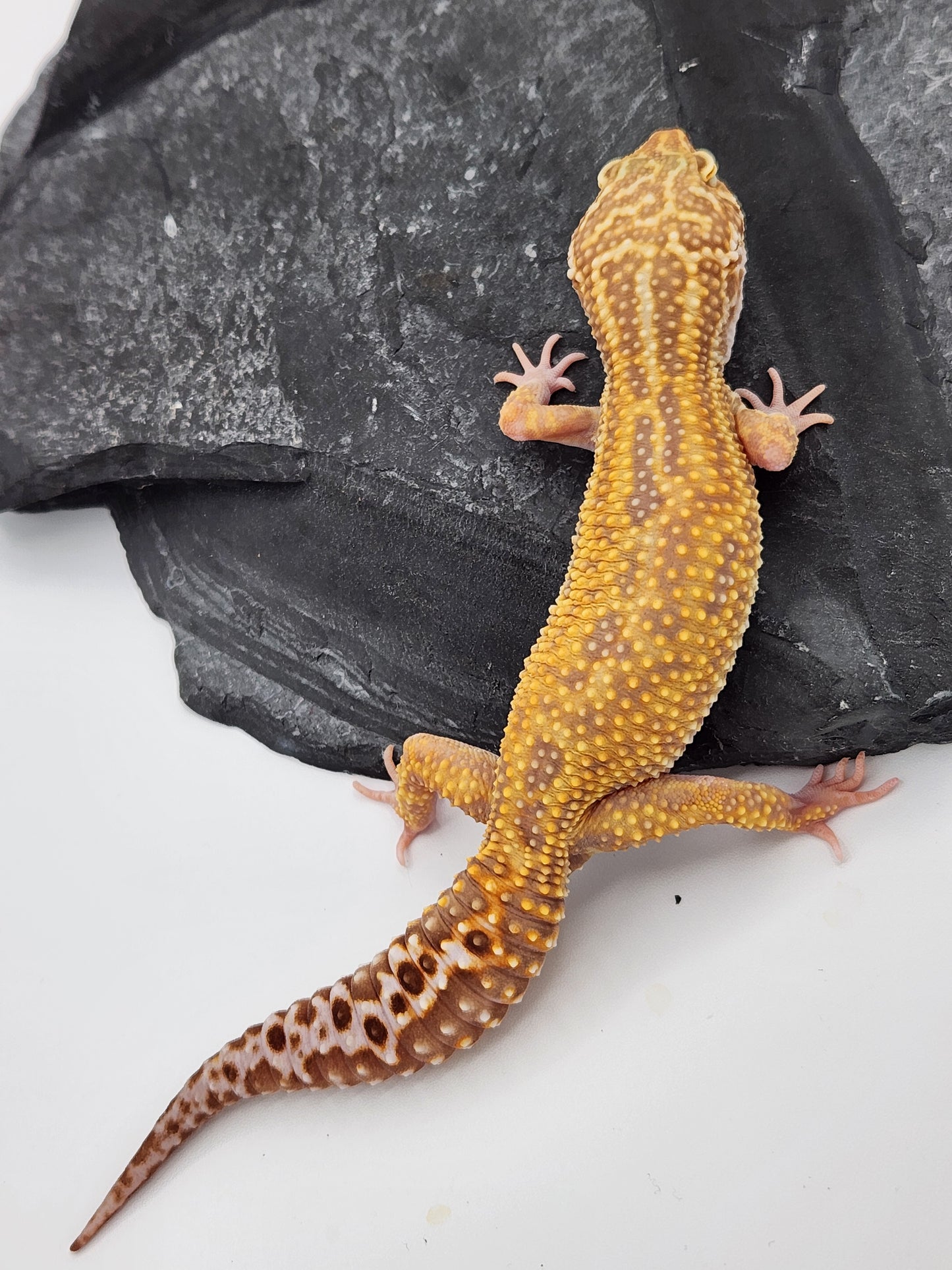 Leopard Gecko - SOLD - Raptor - Female