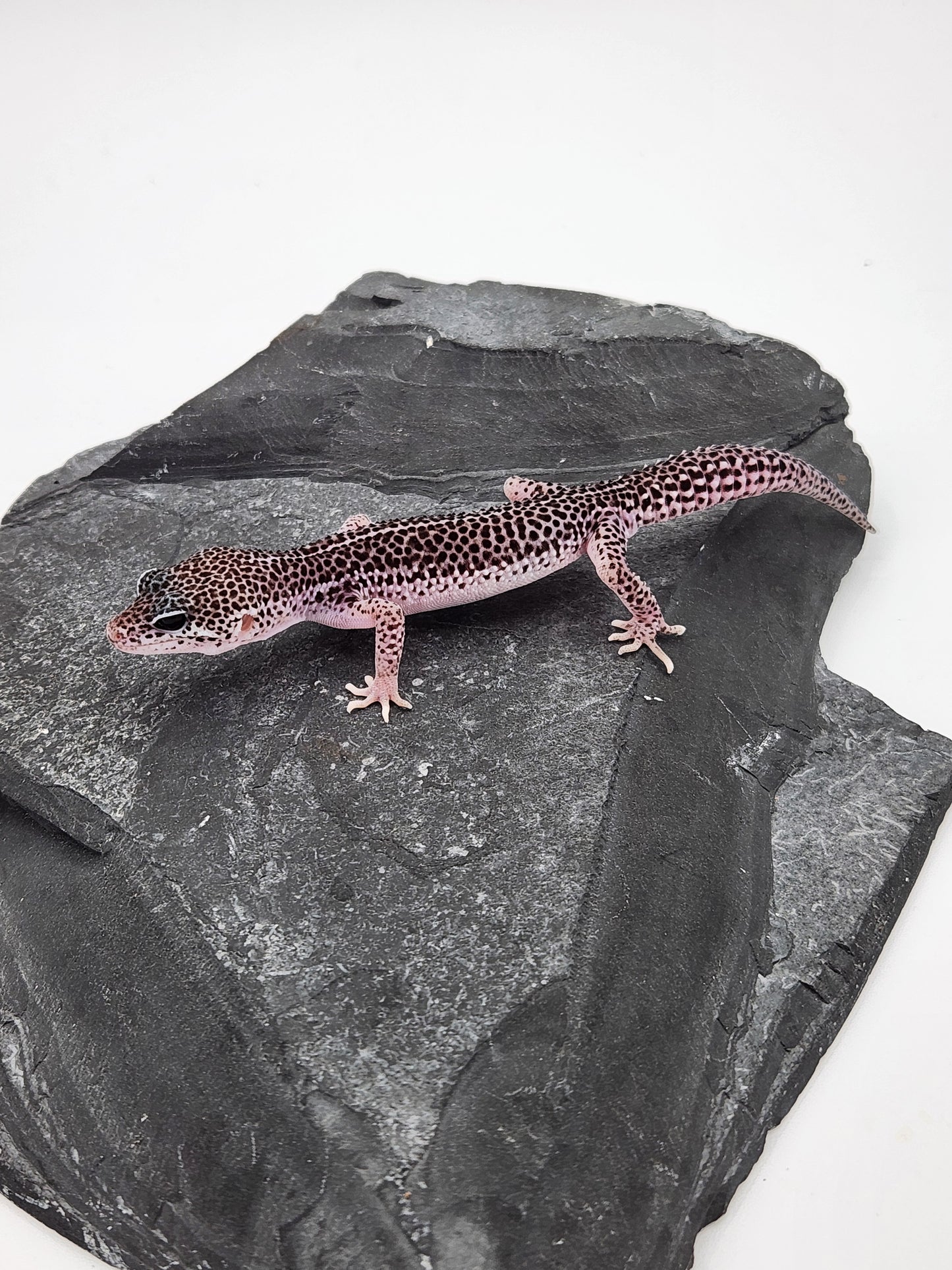 Leopard Gecko - Super Snow #3