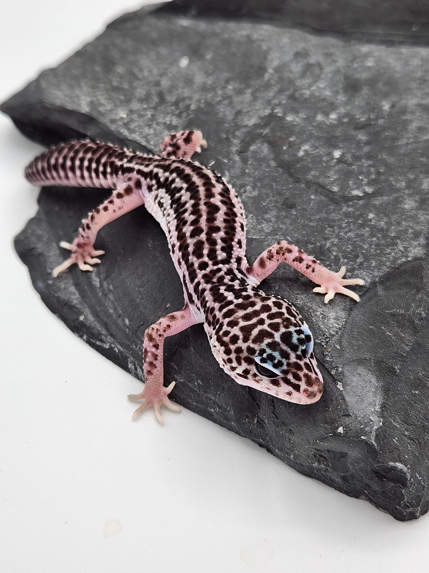Leopard Gecko - SOLD - Super Snow #4 - Male