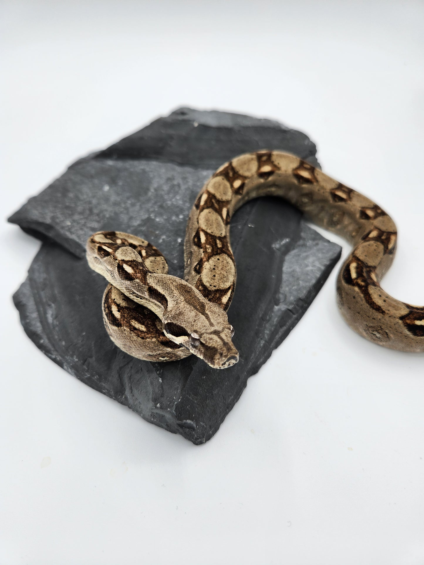 Snake - Red Tail Boa #2 - Male