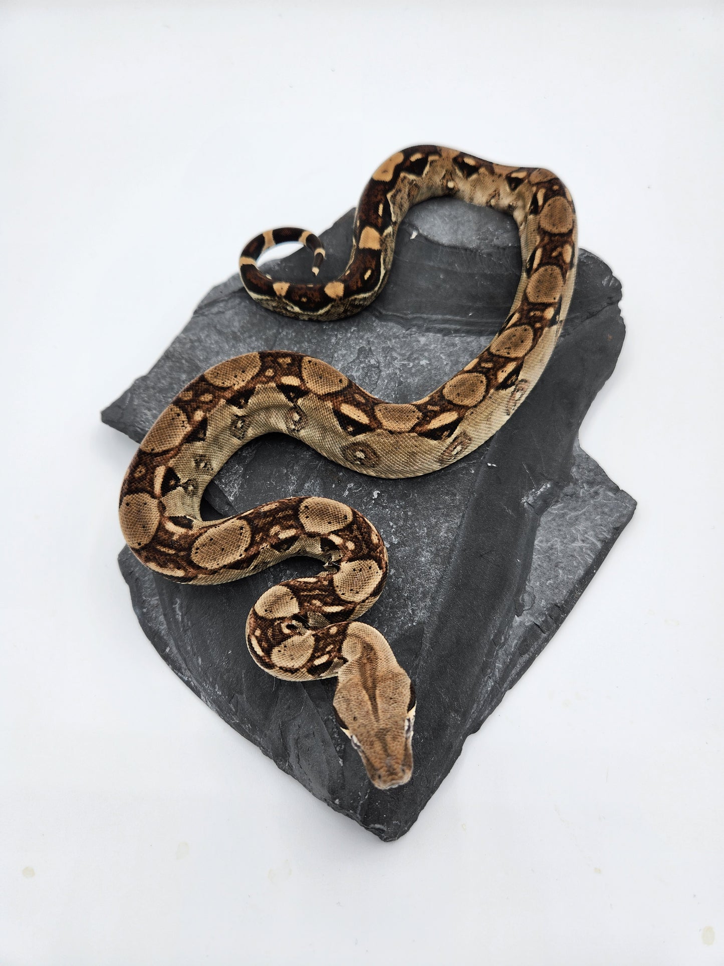 Snake - Red Tail Boa #3 - Male
