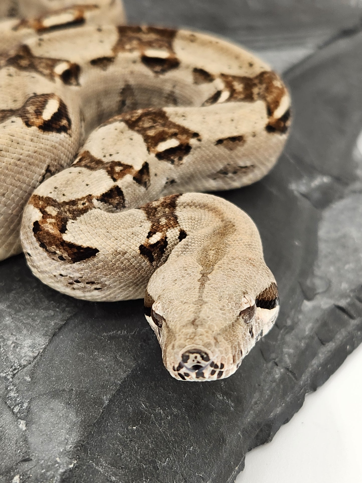 Snake - Red Tail Boa #5 - Male