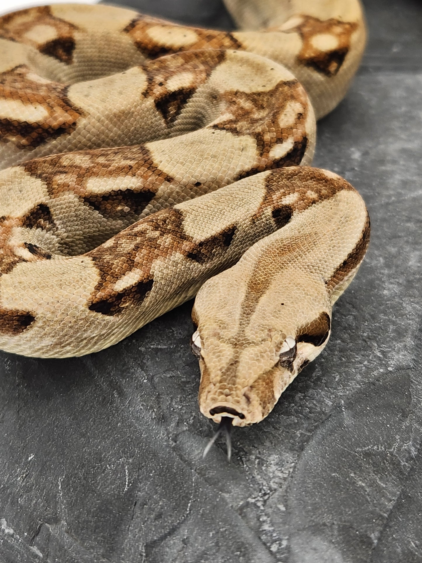 Snake - Red Tail Boa #7 - Male