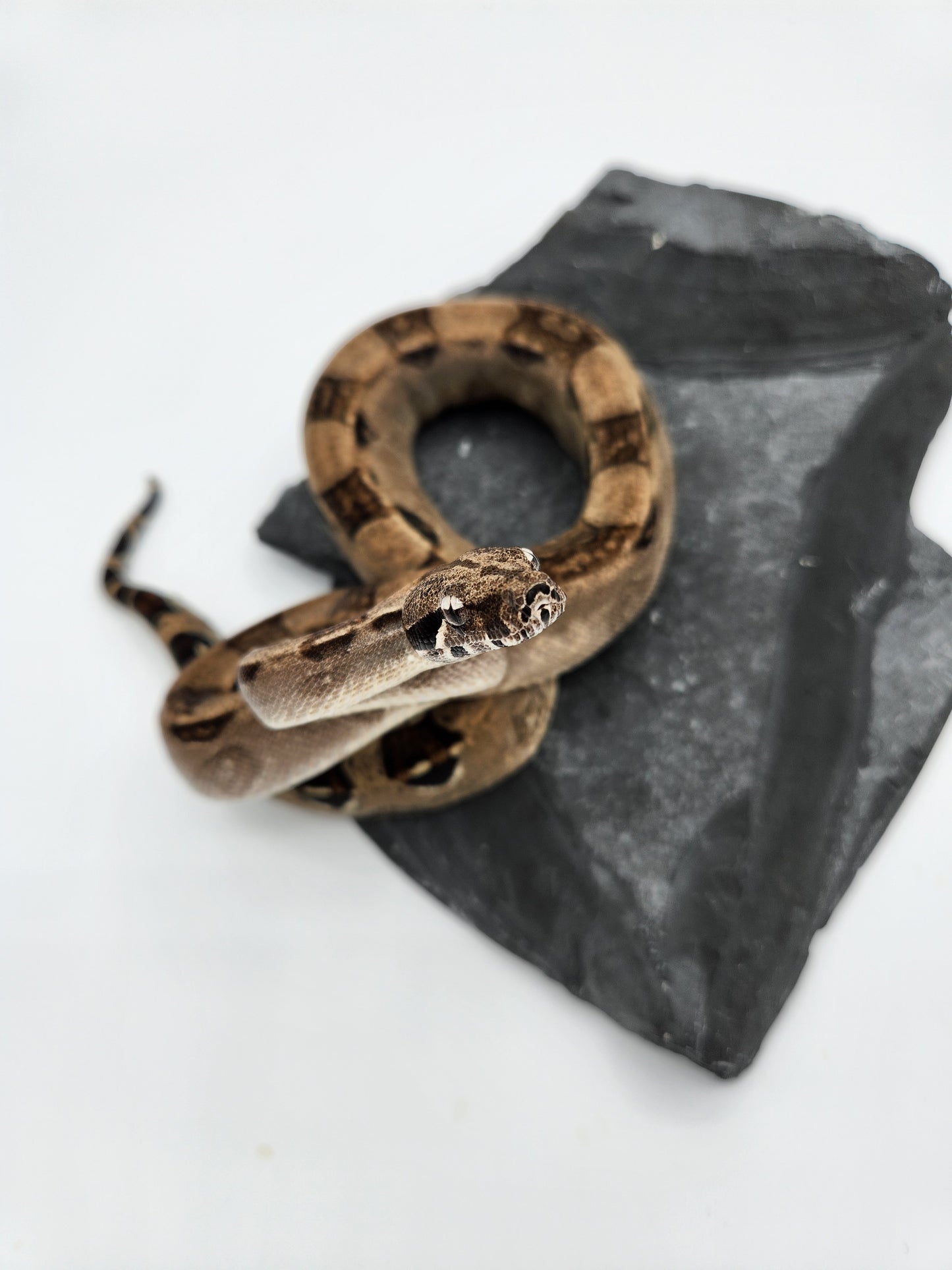 Snake - Red Tail Boa #8 - SOLD - Male