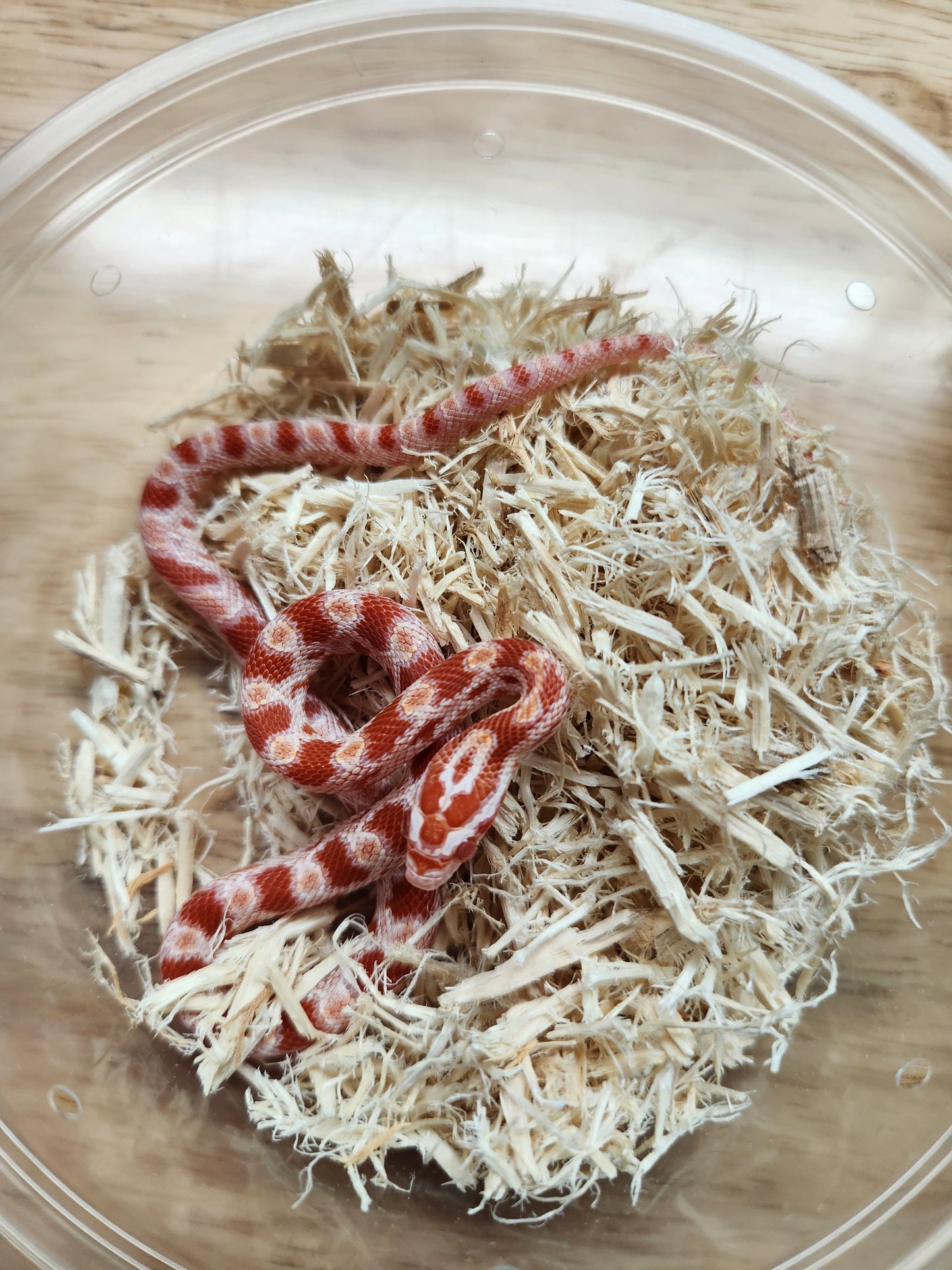 Snake - Corn Snake - Amel het Sunkissed/Cinder 50% ph Anery - Female