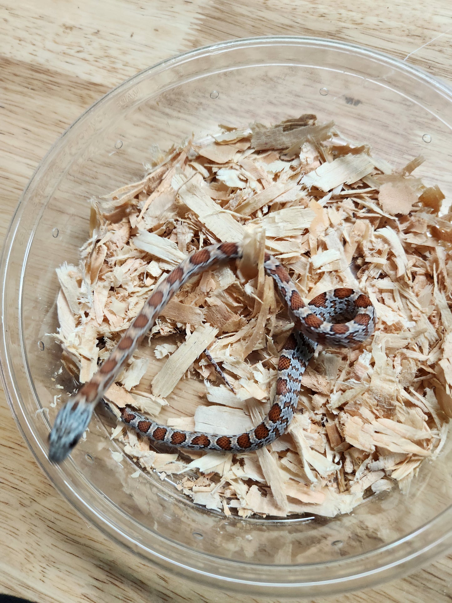 Snake - Corn Snake - SOLD - Sunkissed het Diffused/Caramel/Cinder 50% ph Microscale 50% ph Hypo - Male