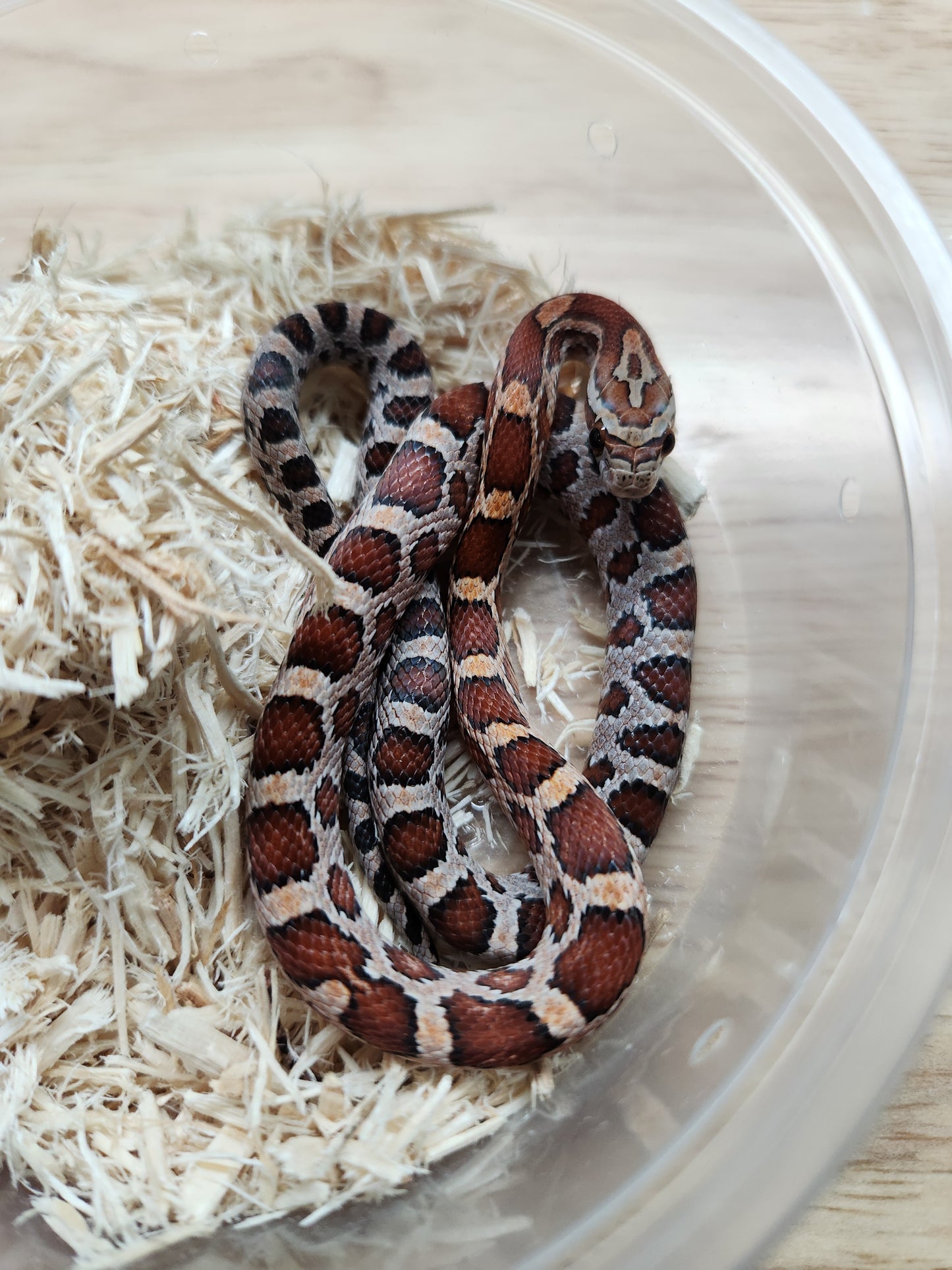 Snake - Corn Snake - Normal pos Cherry 66% ph Amel/Cinder 50% ph Motley/Charcoal - Male