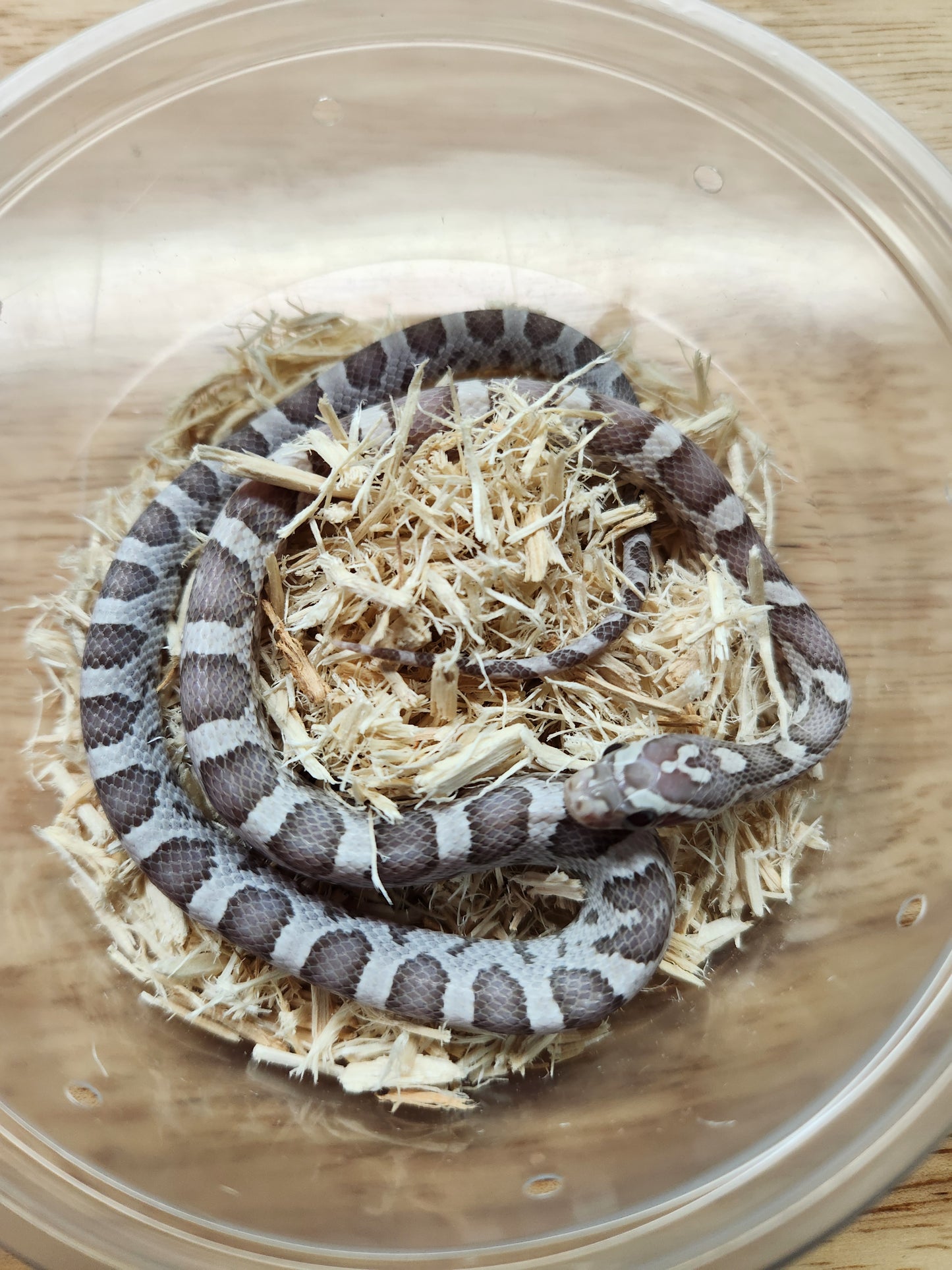 Snake - Corn Snake - SOLD - Ultramel Anery Het Kastanie ph Motley - Female