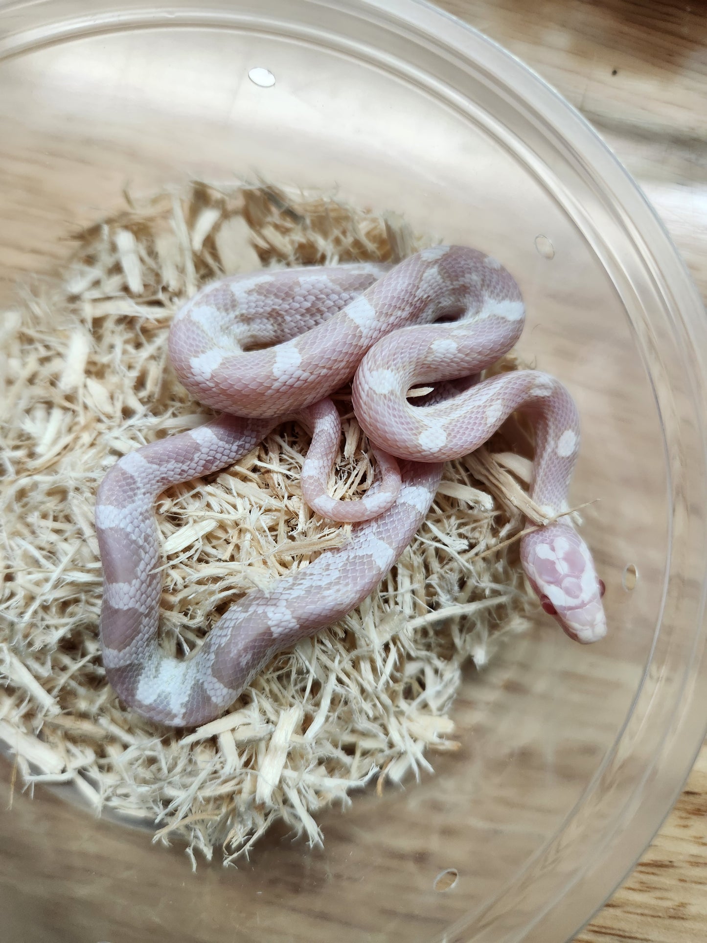 Snake - Corn Snake - Snow het Kastanie/Zigzag - Female