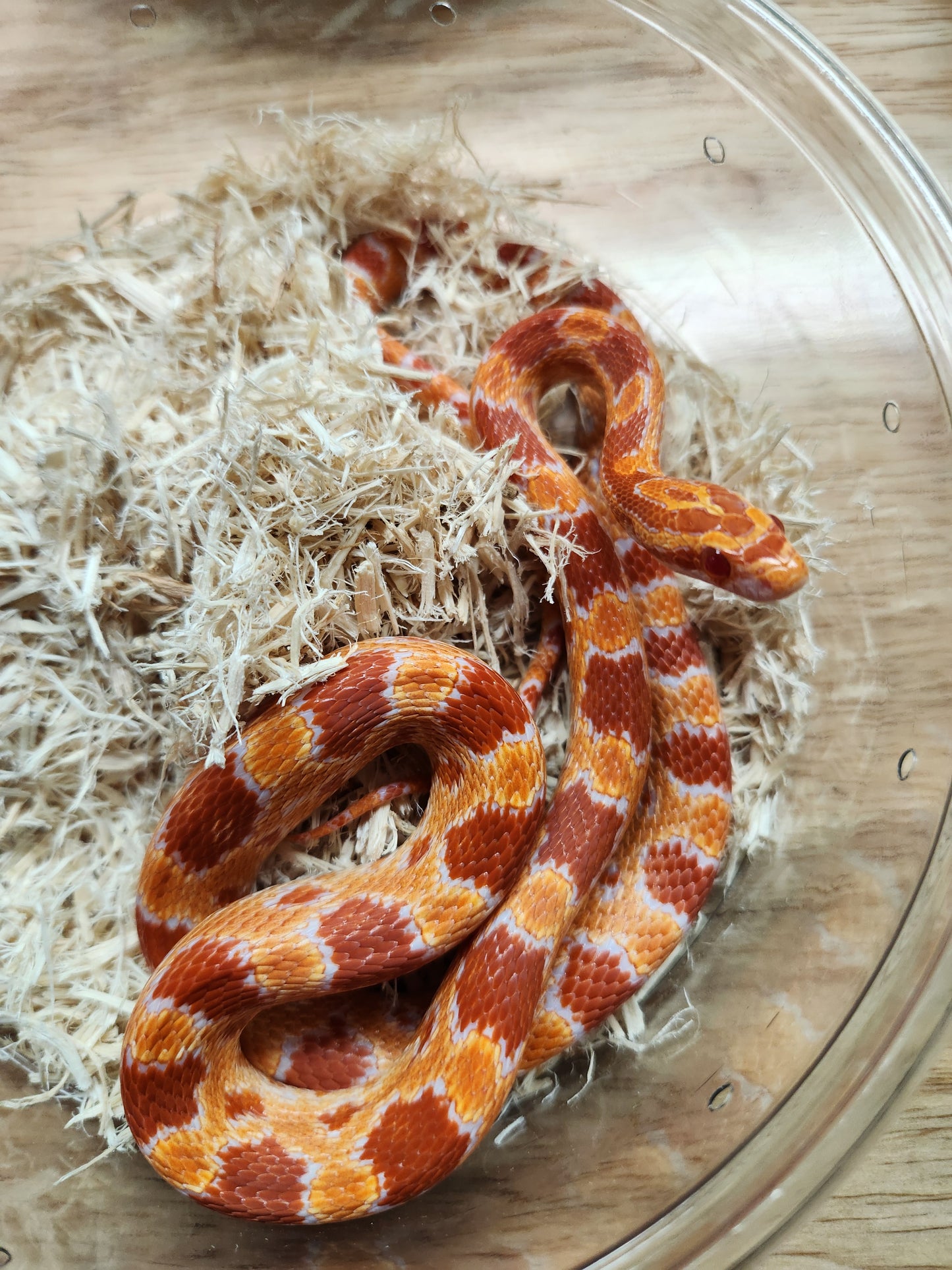 Snake - Corn Snake - SOLD - Red Factor Amel 66% ph Kastanie - Female