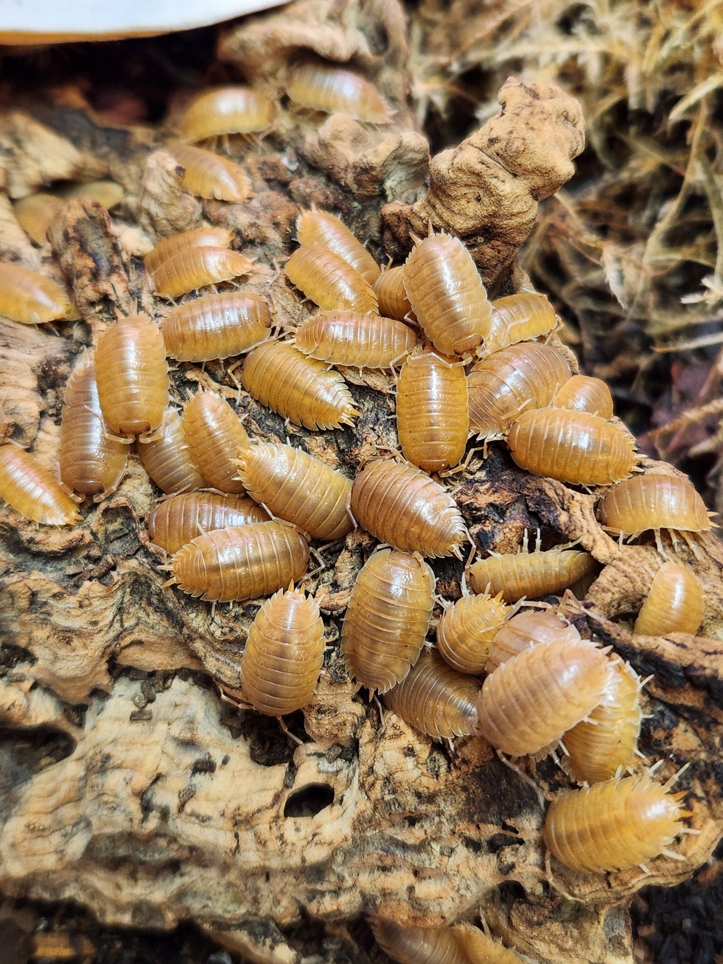 Isopods - Porcellio laevis - "Orange" - 12 Count