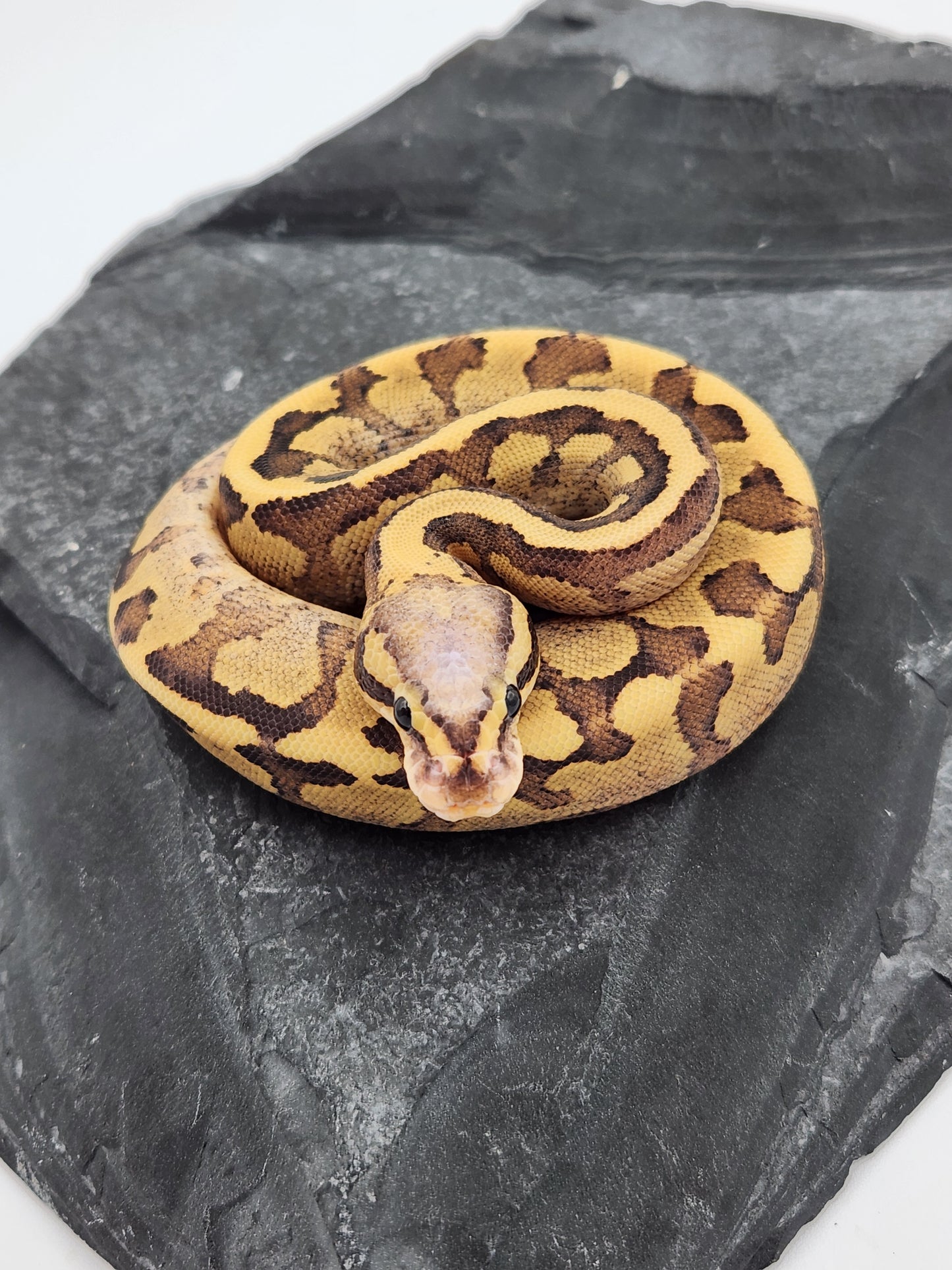 Snake - Ball Python - Vanilla Cream Pos Volta - Female B
