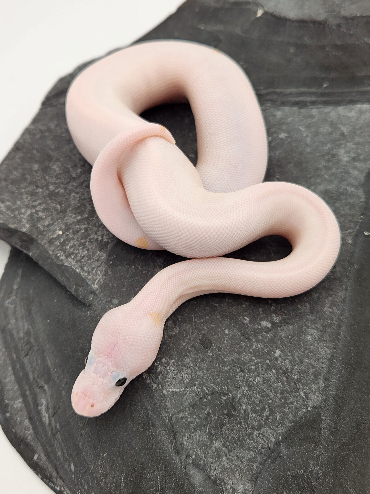 Snake - Ball Python - ALERT! STOLEN! - Super Fire Pos Pastel Pos Volta - Male