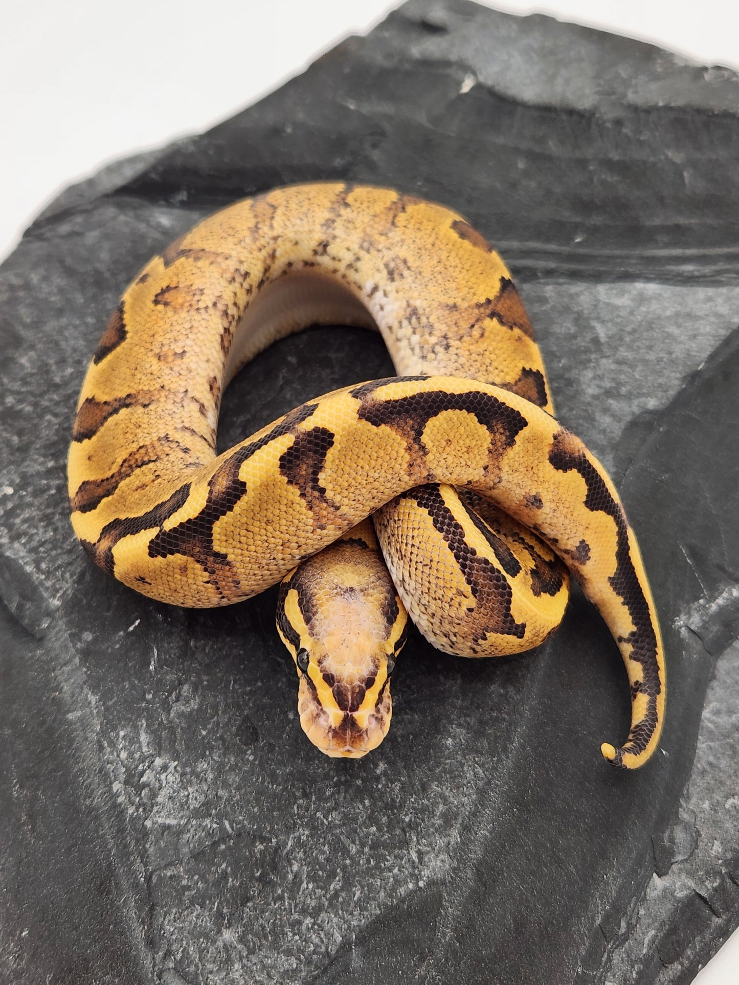 Snake - Ball Python - Vanilla Cream Pos Volta - Male A