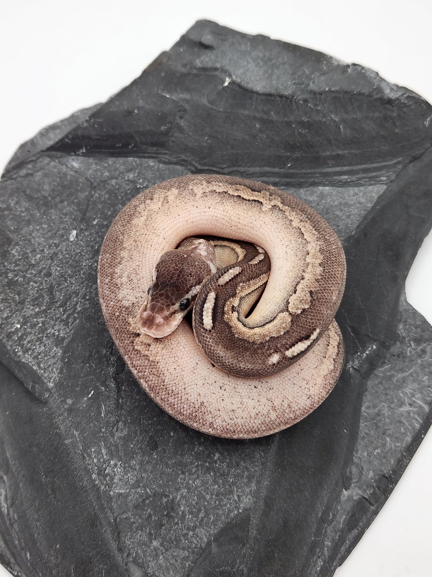 Snake - Ball Python - SOLD - Pewter Sandblast Het G-Stripe PH Pied - Female