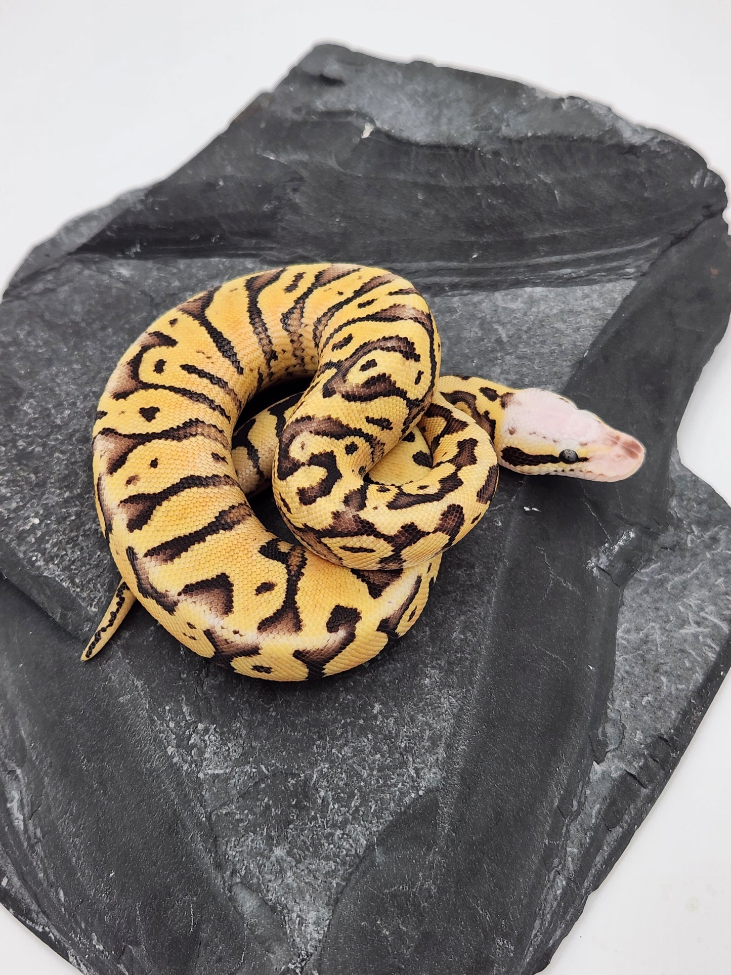 Snake - Ball Python - Super Vanilla Pos Volta - Male