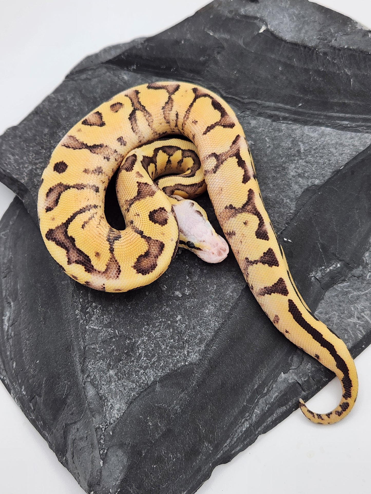 Snake - Ball Python - Pastel Super Vanilla Pos Volta - Female