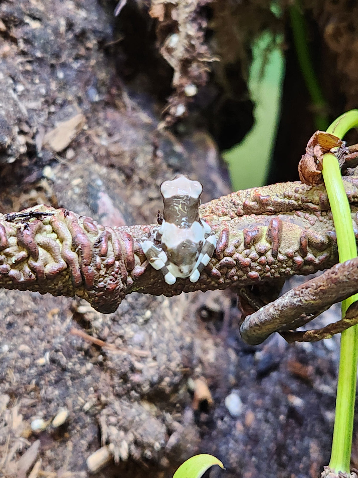 Amphibian - Amazon Milk Frog