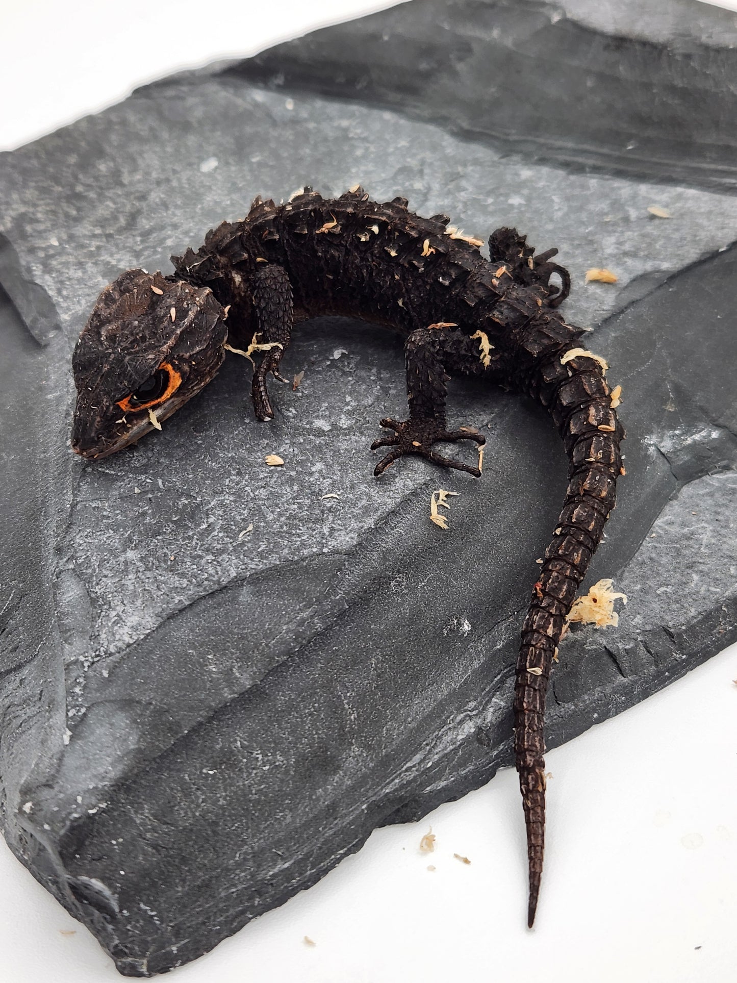 Other Reptiles - Red Eye Crocodile Skink - Unsexed