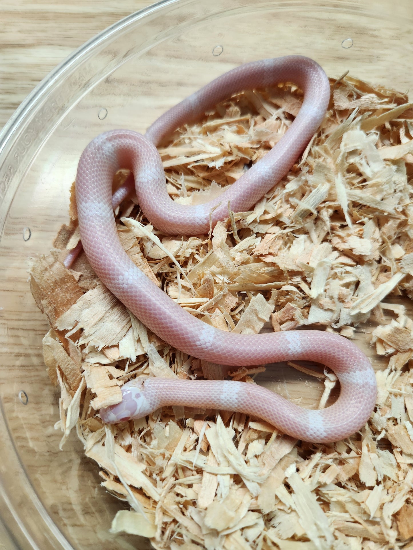 Snake - Honduran Milksnake - Snow - Unsexed