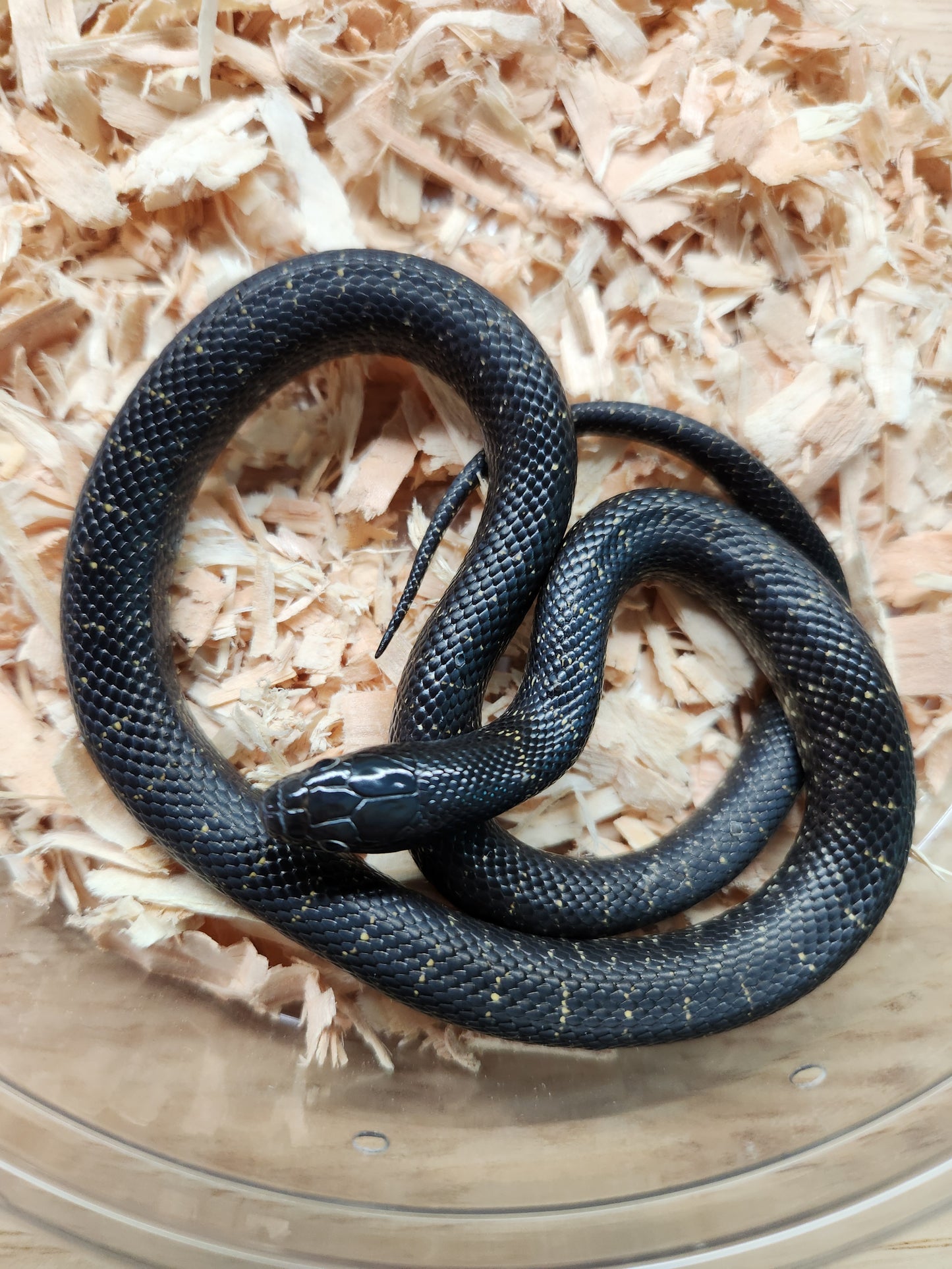 Snake - Mexican Black Kingsnake - Patterned - Unsexed