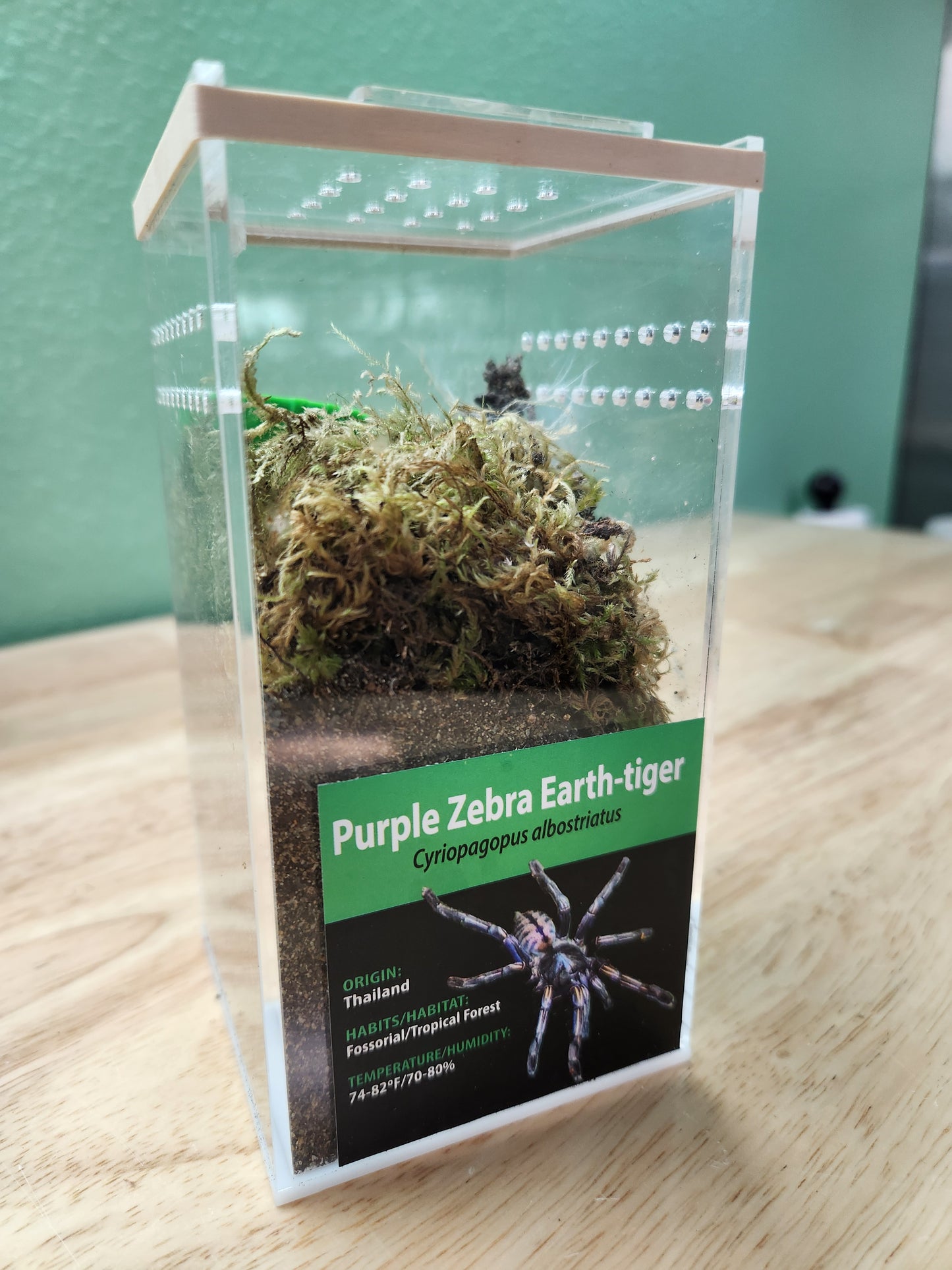 Tarantula - C. albostriatus Purple Zebra Earth Tiger - GNG - Unsexed