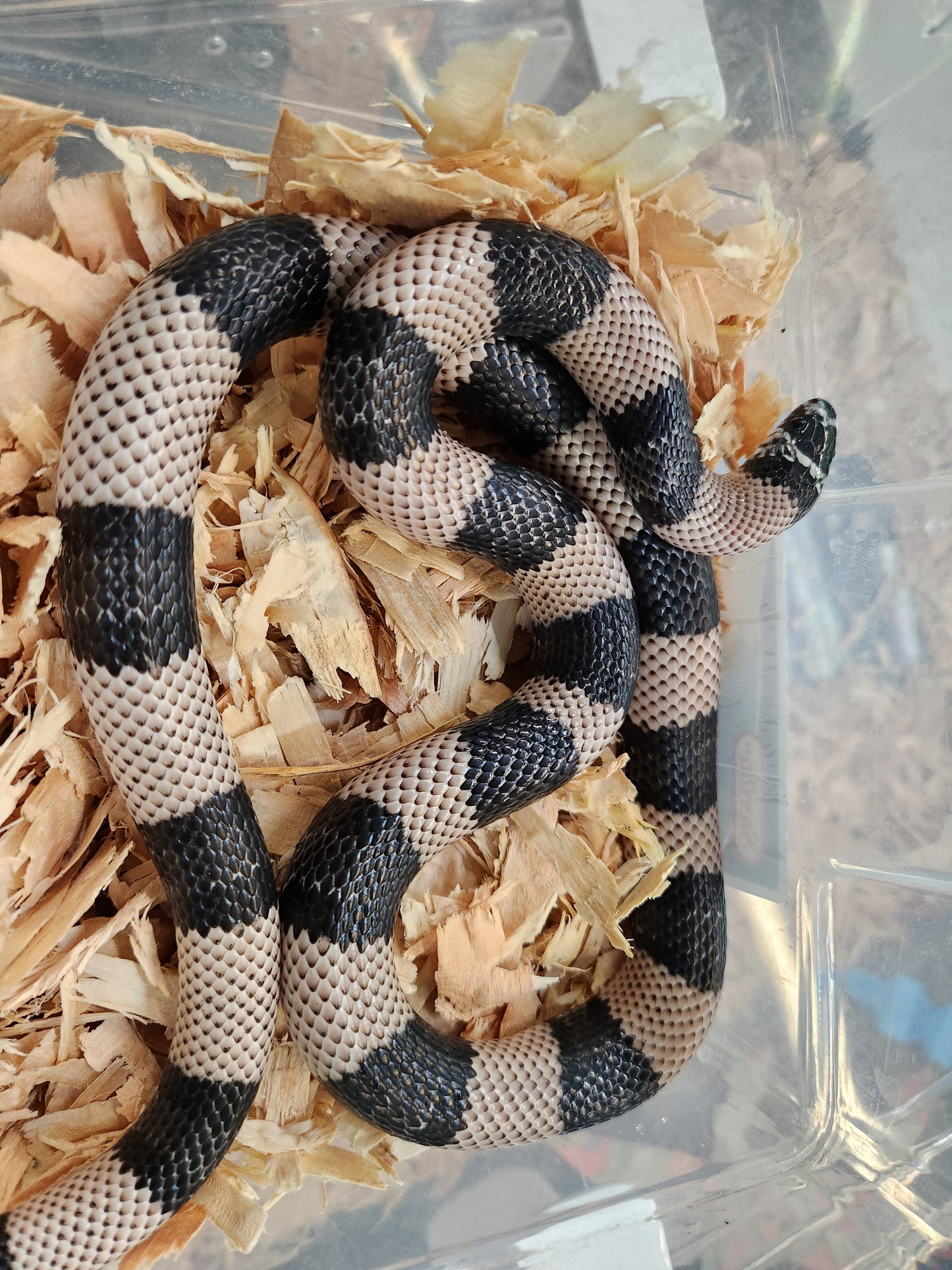 Snake - Honduran Milksnake - Anerythristic - Unsexed