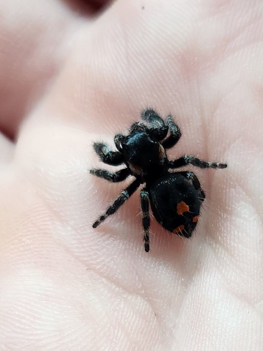 Invertebrate - Bold Jumping Spider - Phidippus audax - Unsexed