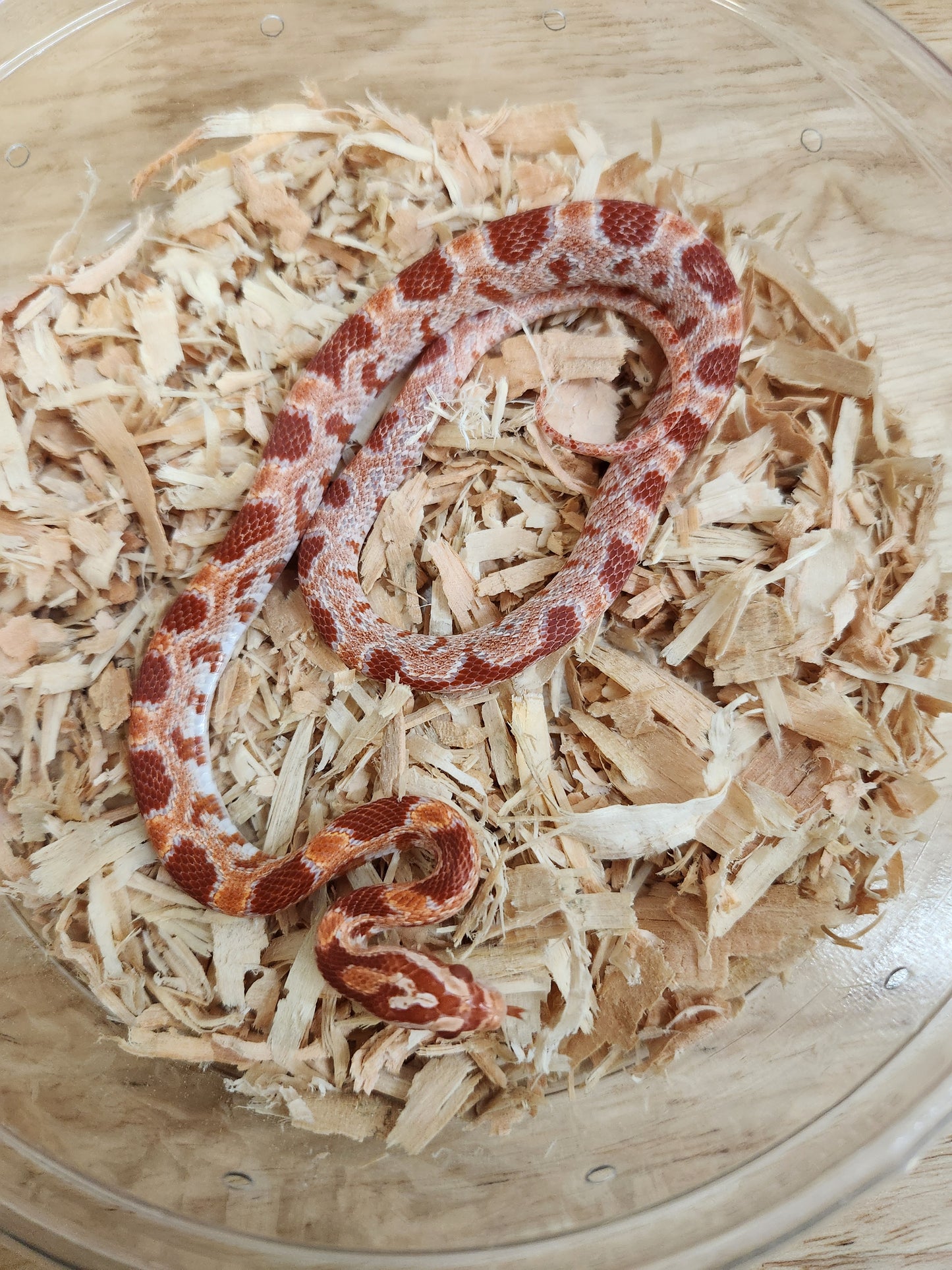 Snake - Corn Snake D - Amel Cherry 50PH Amel/Cinder/Charcoal/Motley - Female