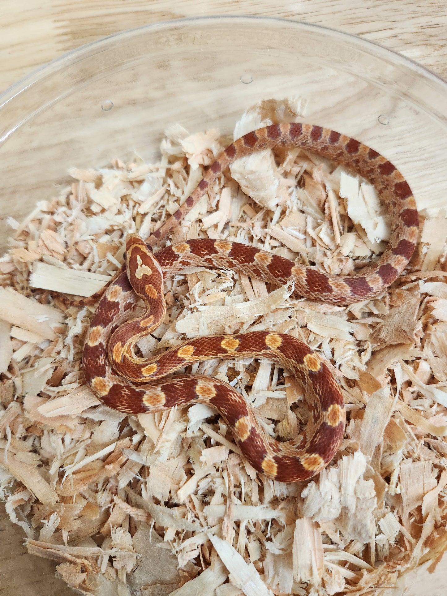 Snake - Corn Snake E - Ultramel Red Factor H/Anery/Motley PH Kastanie/Sunrise - Male