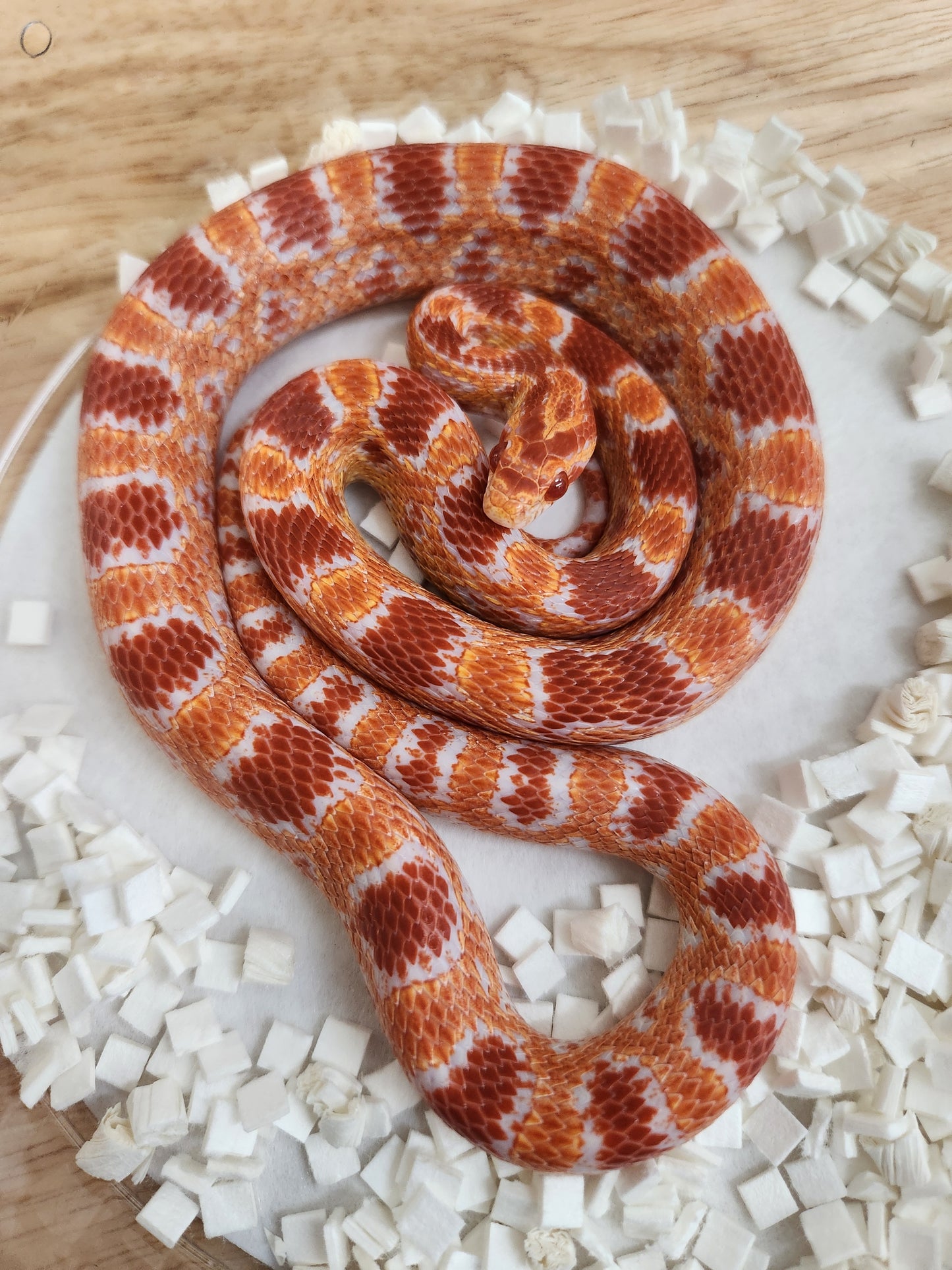 Snake - Corn Snake J - Fluorescent Red, Red Factor Amel PH Sunrise/Kastanie - Male