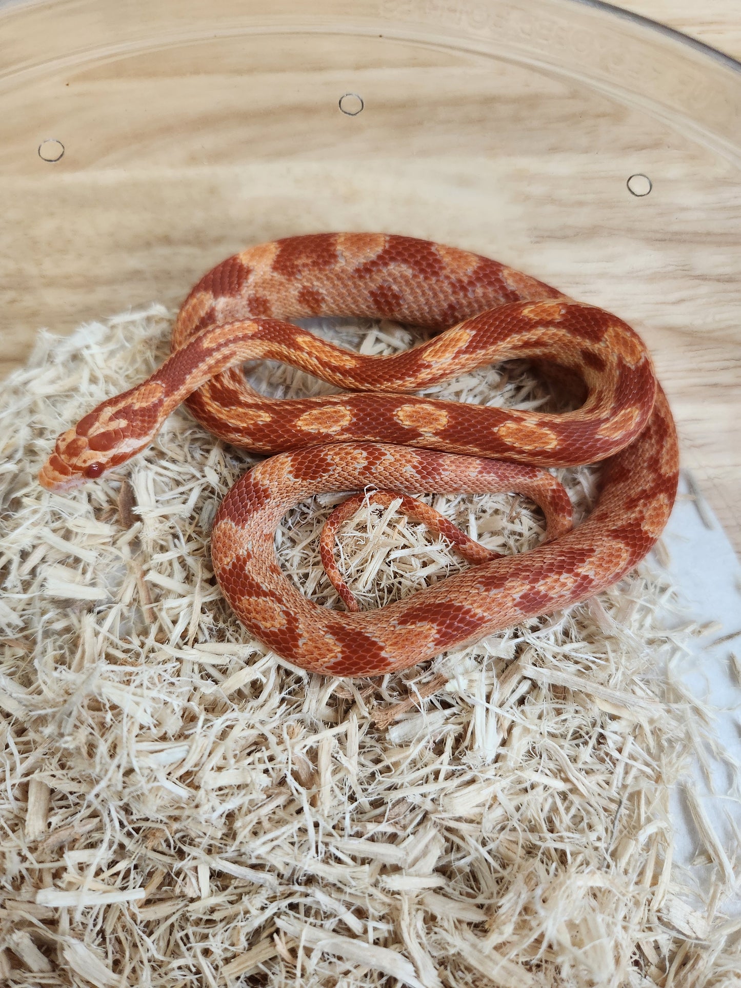 Snake - Corn Snake L - Red Factor Amel 66PH Diffused/Kastanie - Female