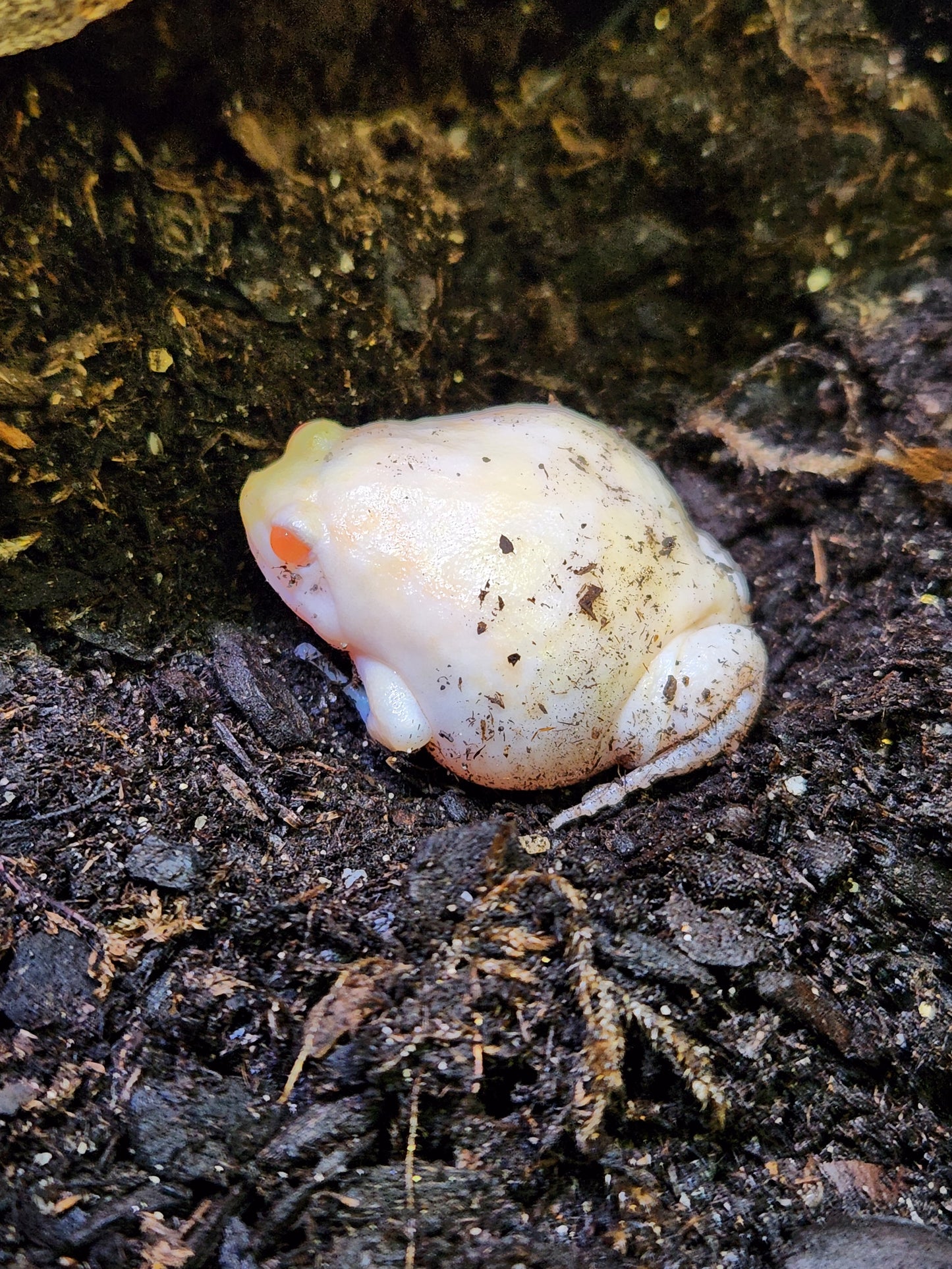 Amphibian - Malaysian Painted Frog Albino - Unsexed