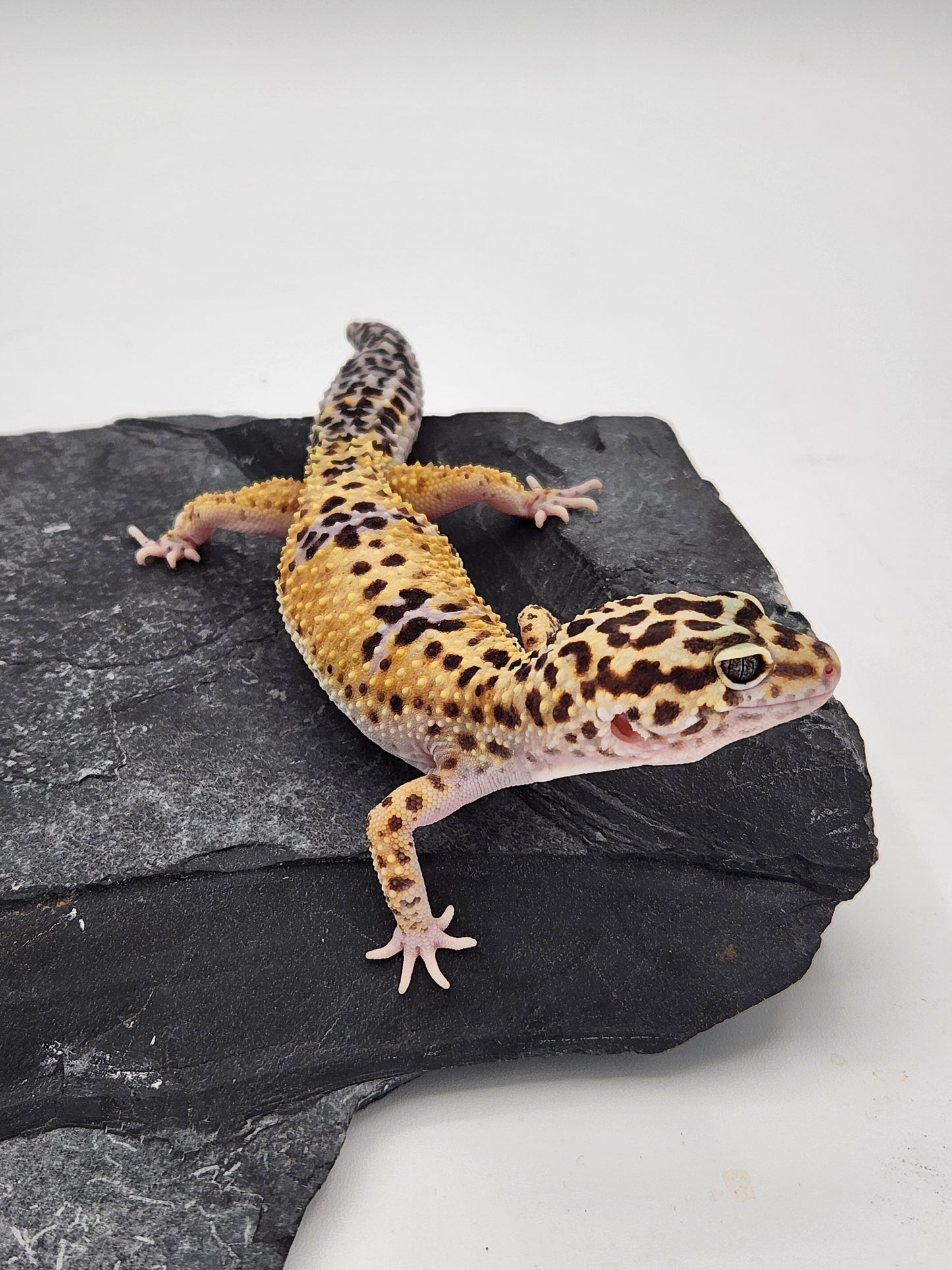 Leopard Gecko - High Yellow - Female