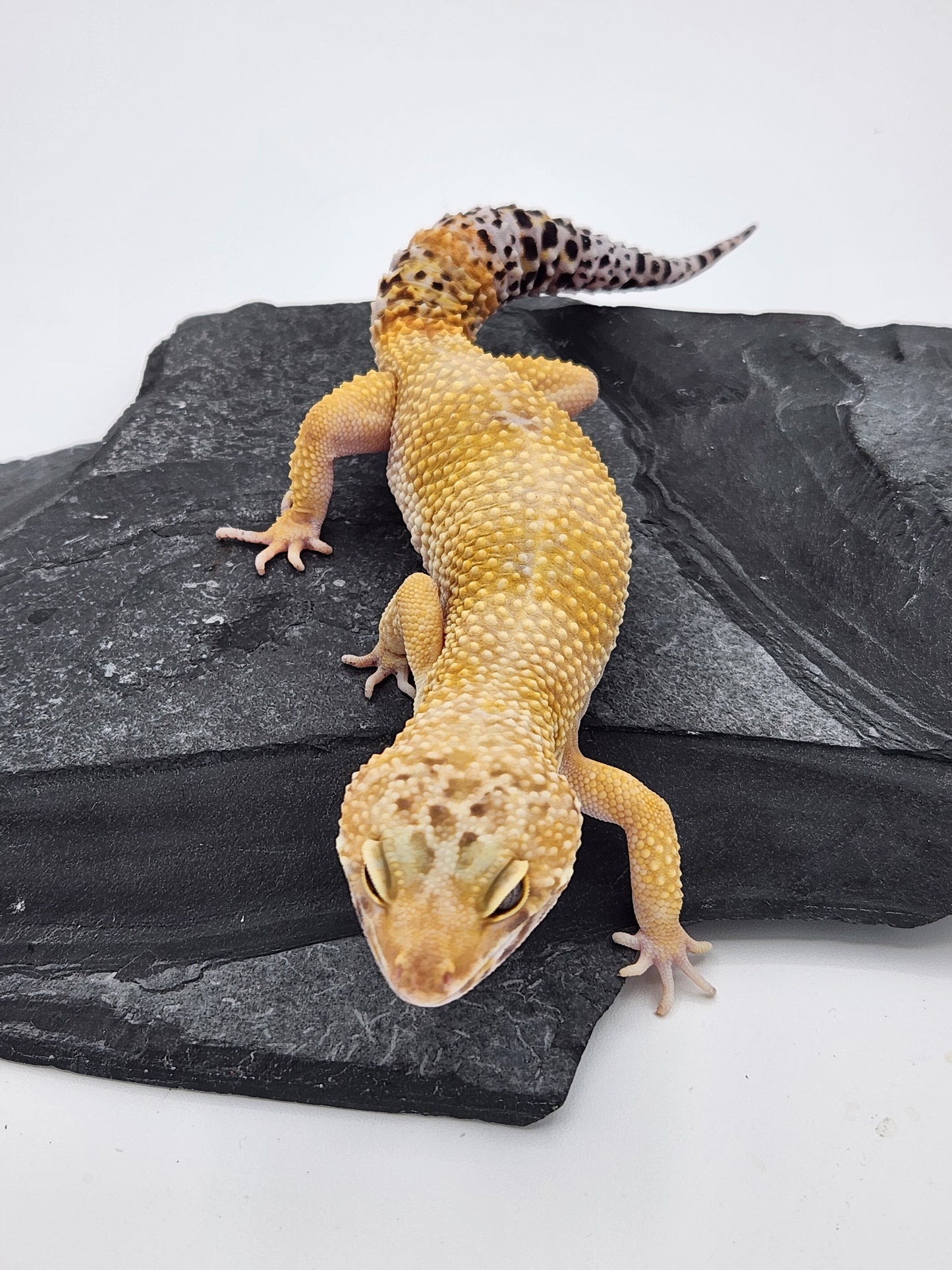 Leopard Gecko - SOLD - Hypo - Male