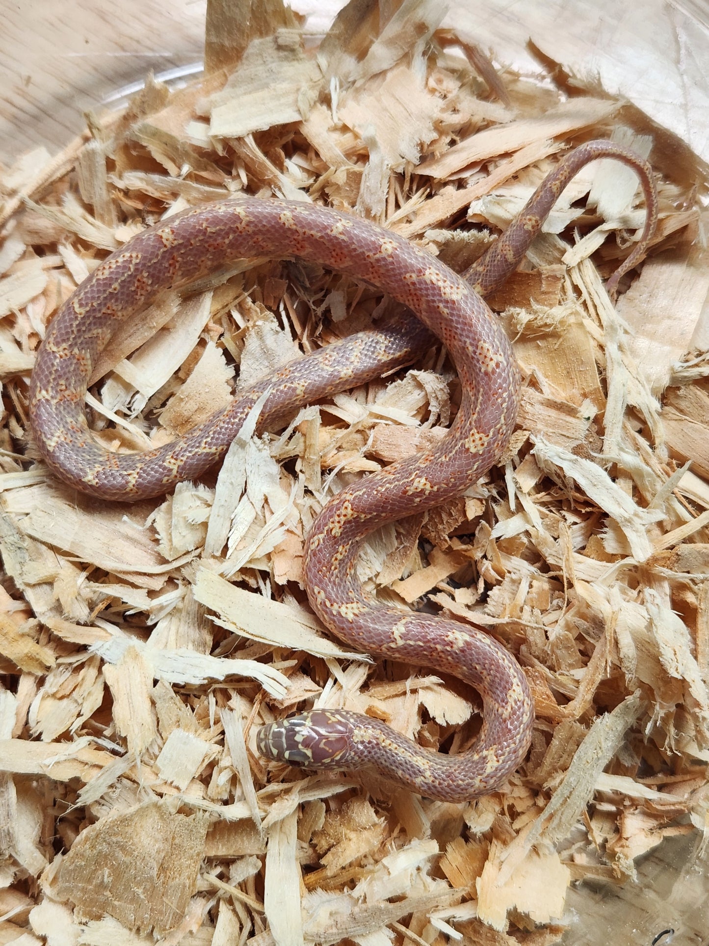 Florida Kingsnake - Albino Mosaic - Unsexed