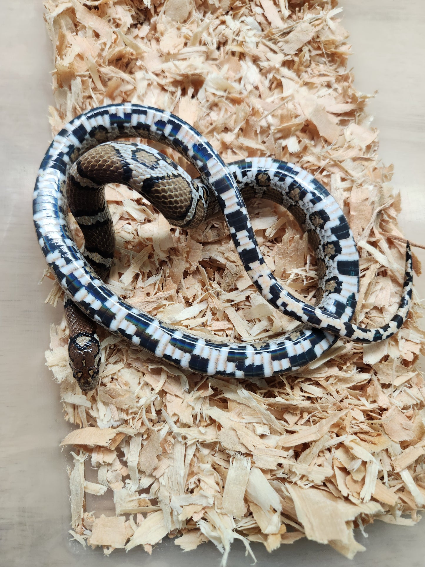 Eastern Milksnake - Unsexed