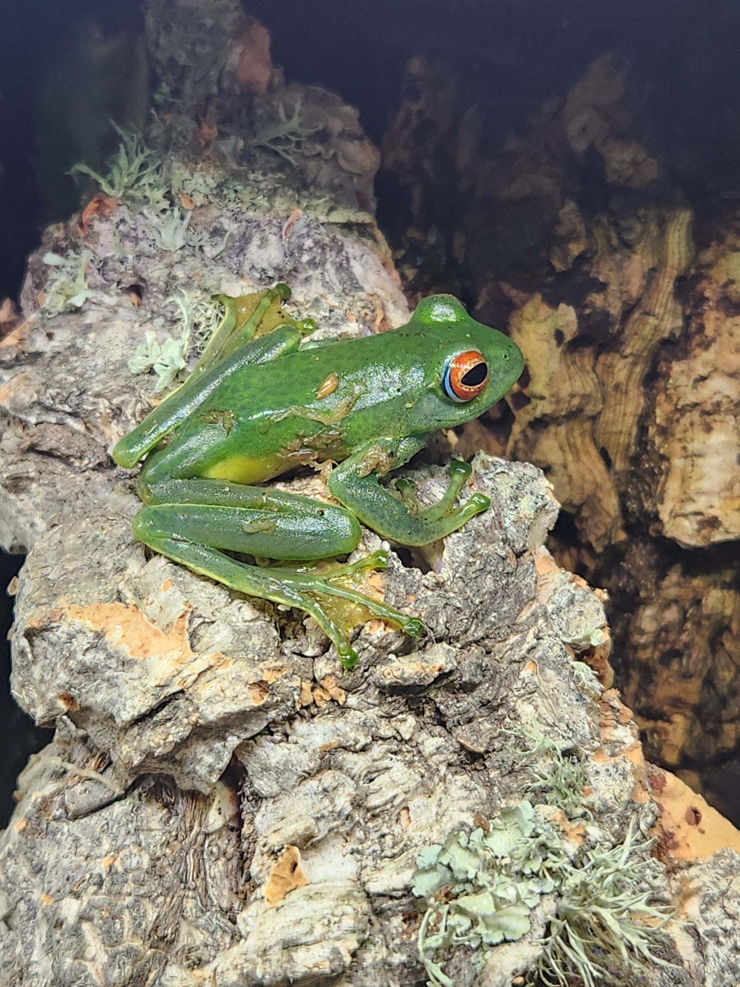 Amphibian - Ankafana Bright Eyed Tree Frog - Boophis luteus - Unsexed