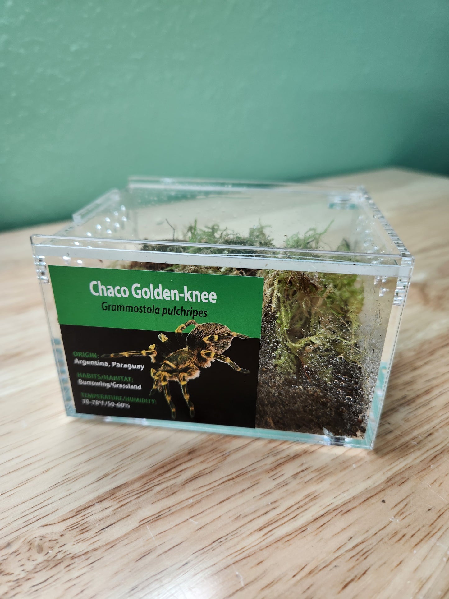 Tarantula - Grammostola pulchripes - Chaco Golden-knee - GNG