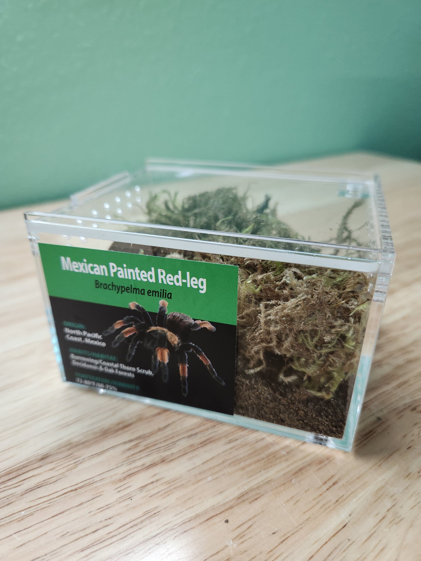 Tarantula - Brachypelma emilia - Mexican Painted Red-leg - GNG