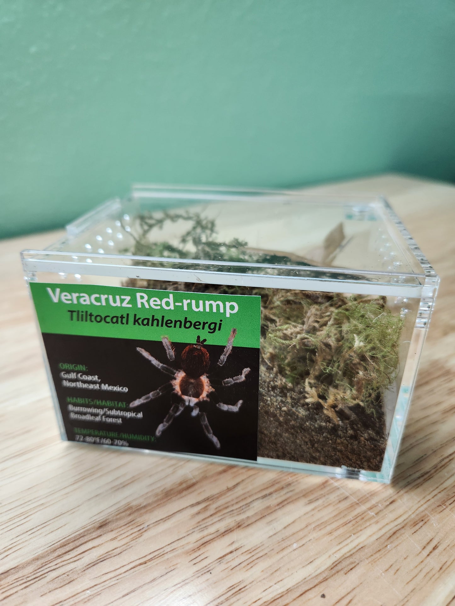 Tarantula - Tliltocatl kahlenbergi - Veracruz Red Rump - GNG