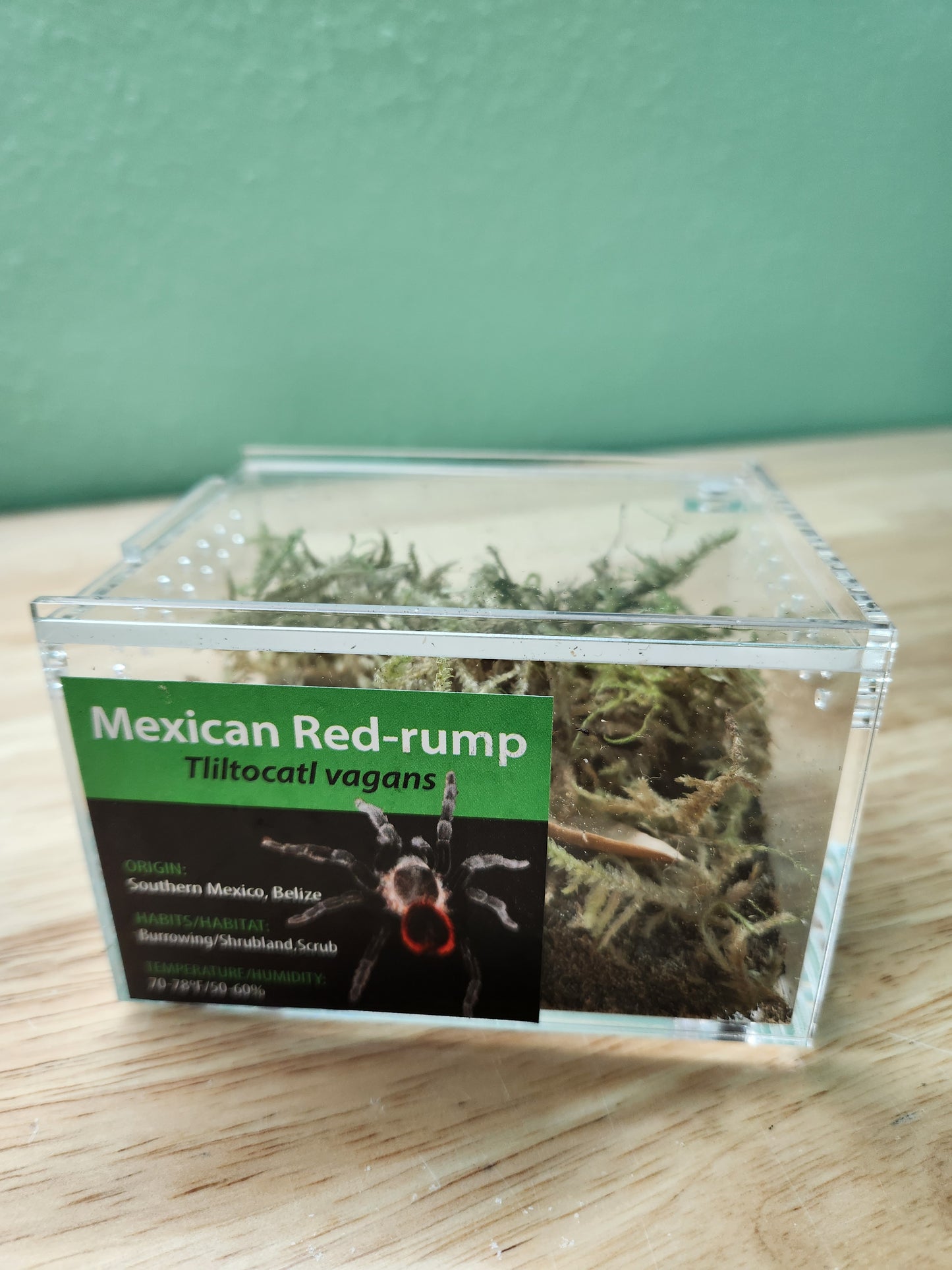 Tarantula - Tliltocatl vagans - Mexican Red-rump - GNG