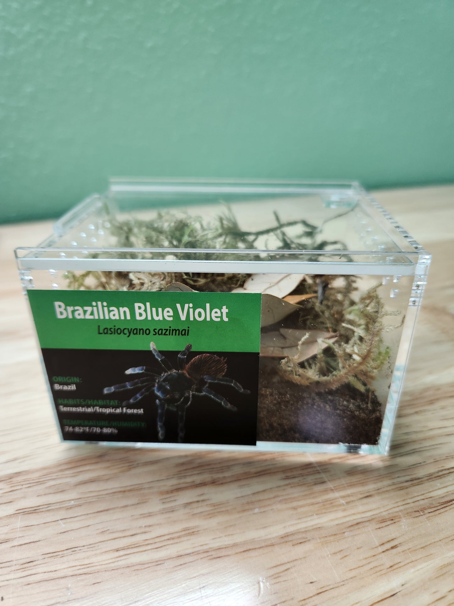 Tarantula - Lasiocyano sazimai - Brazilian Blue Violet