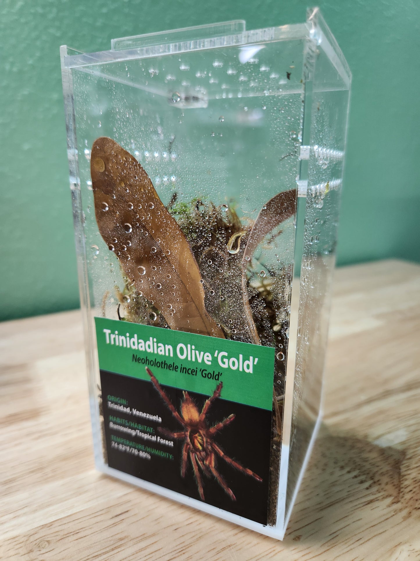 Tarantula - Neoholothele incei 'Gold' - Trinidadian Olive ‘Gold’ - GNG