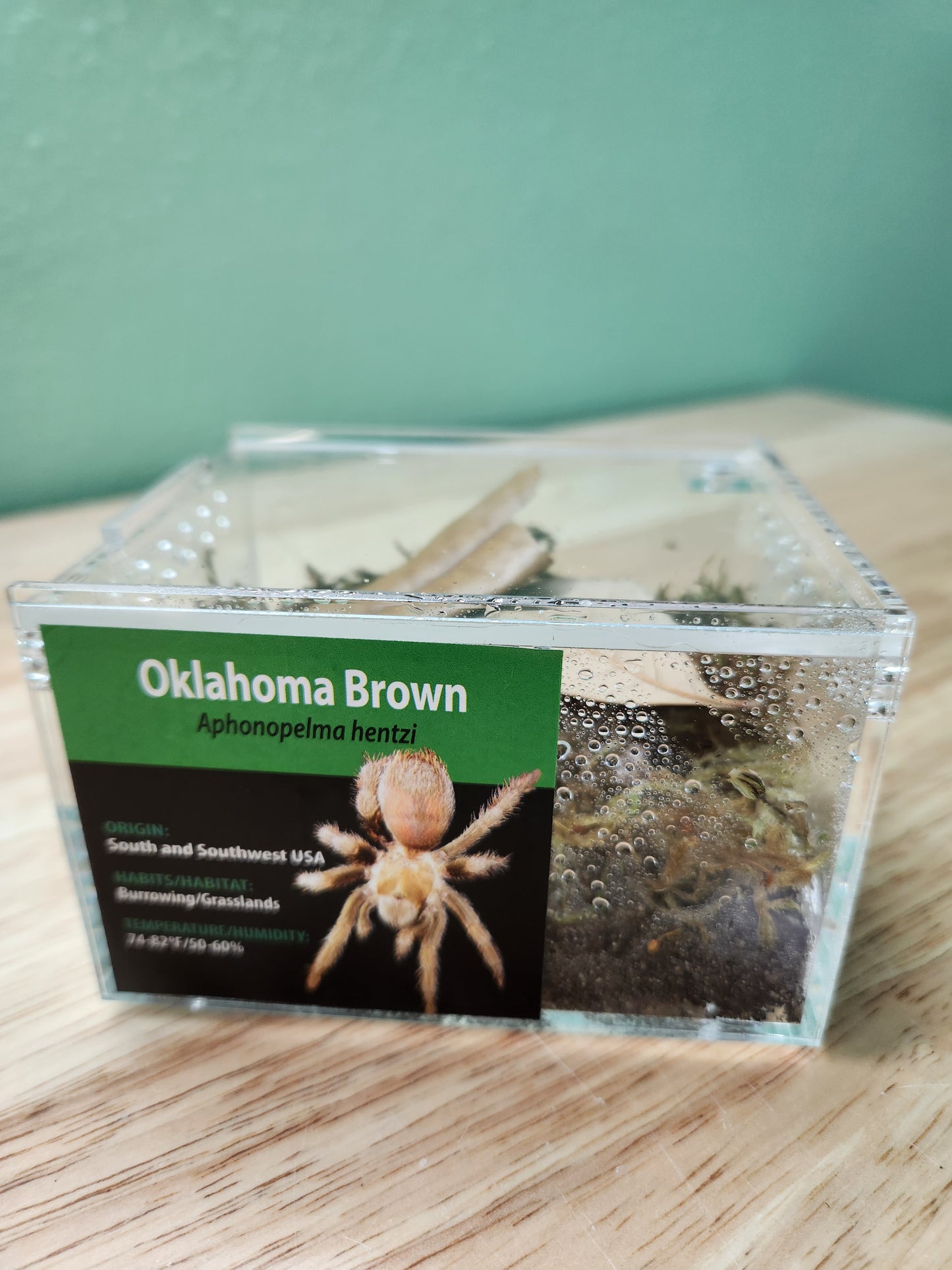 Tarantula - Aphonopelma hentzi - Oklahoma Brown - GNG