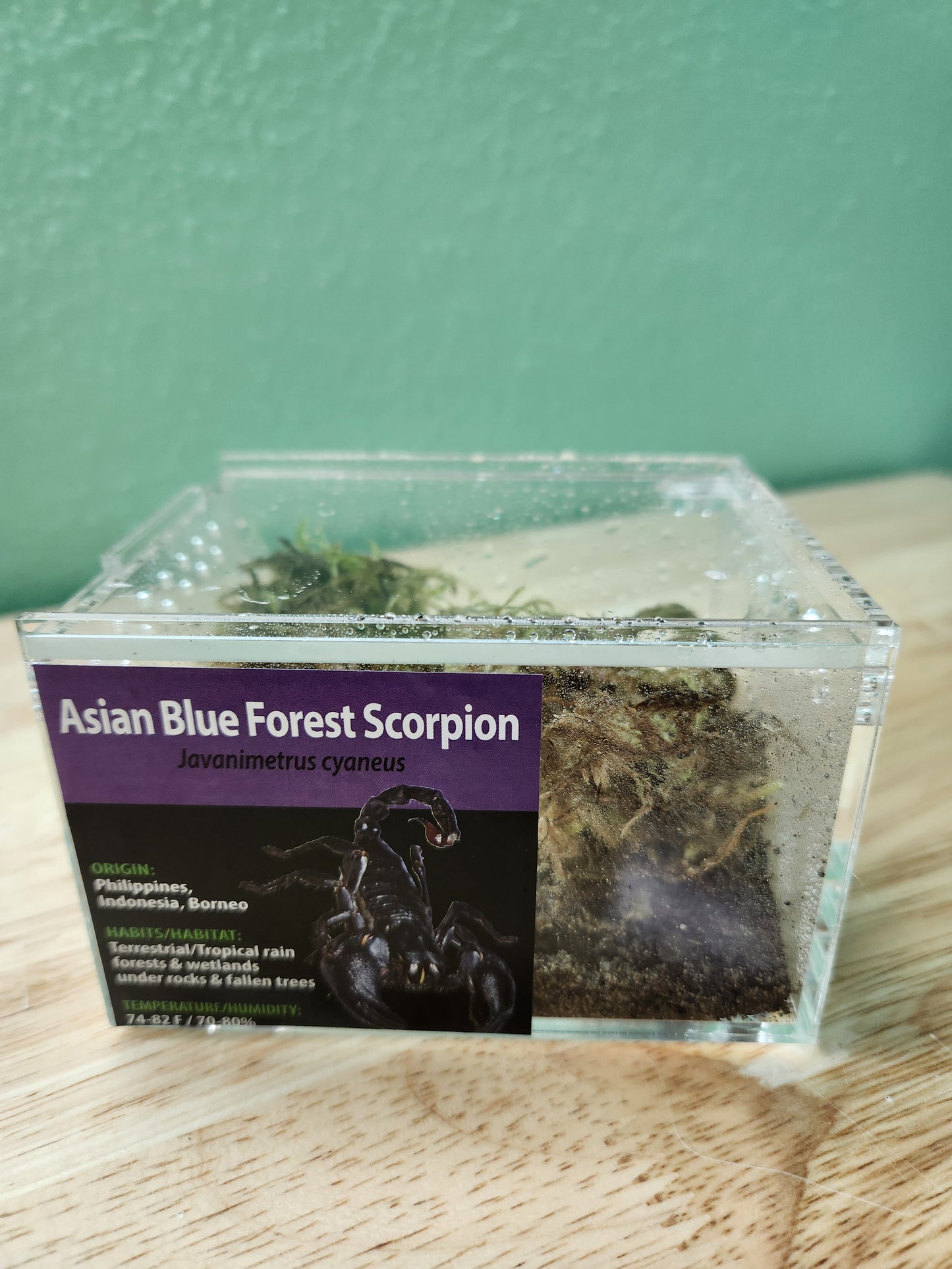Scorpion - Javanimetrus cyaneus - Asian Blue Forest Scorpion - GNG