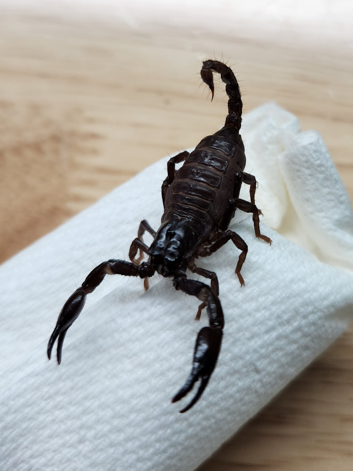 Scorpion - Javanimetrus cyaneus - Asian Blue Forest Scorpion - GNG