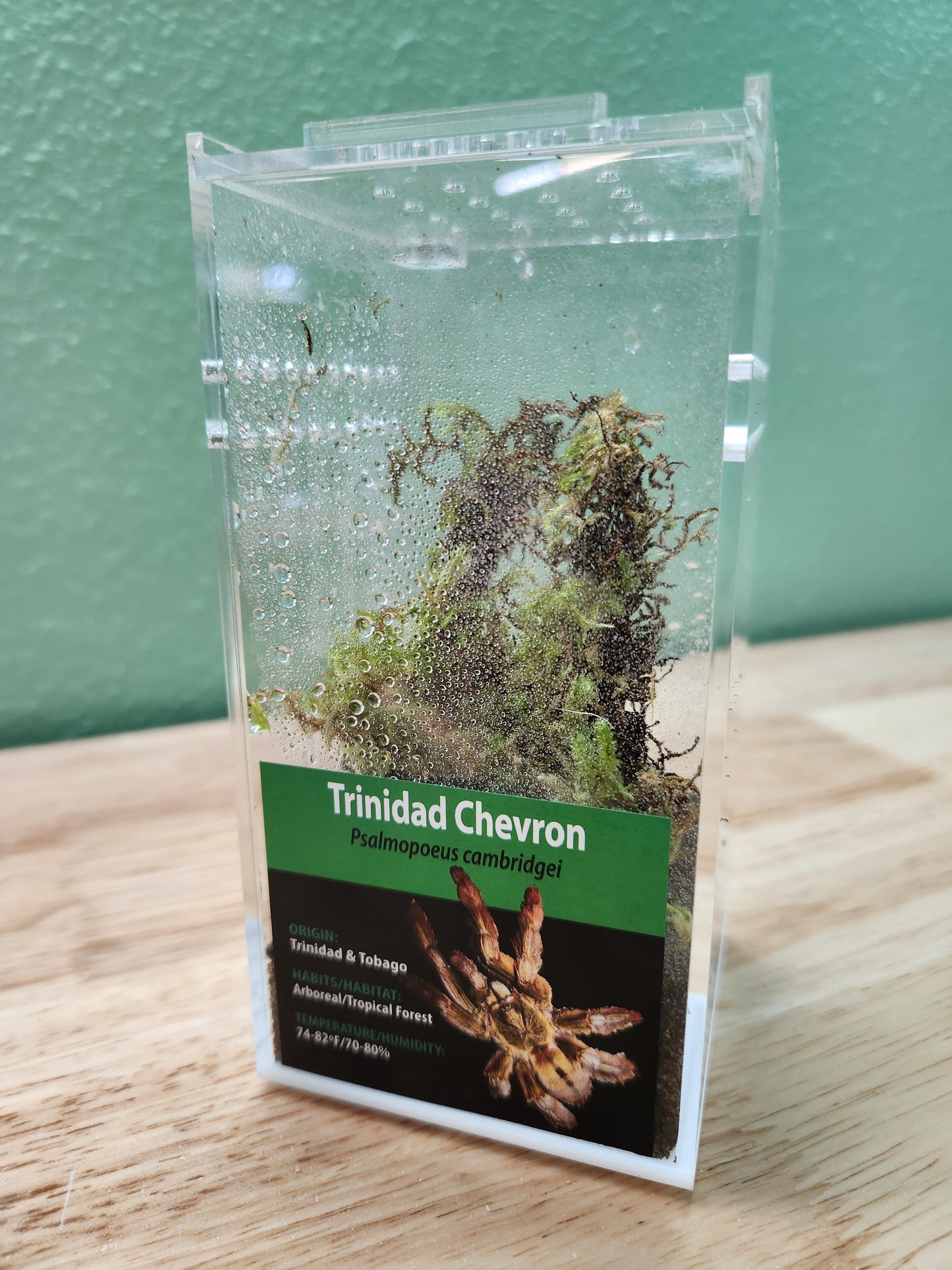 Tarantula - Psalmopoeus cambridgei - Trinidad Chevron - GNG