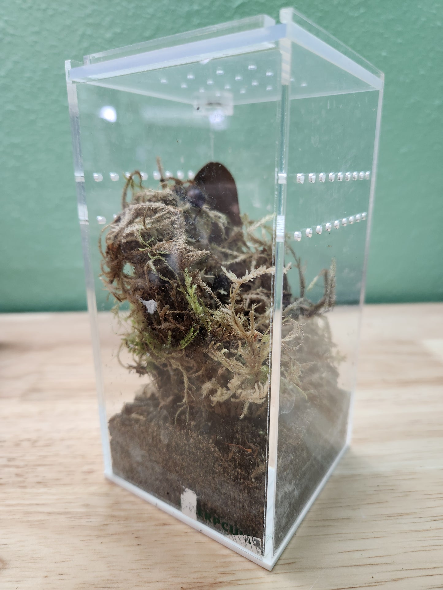 Tarantula - Ornithoctoninae "Vietnam Silver" Tarantula - Unsexed