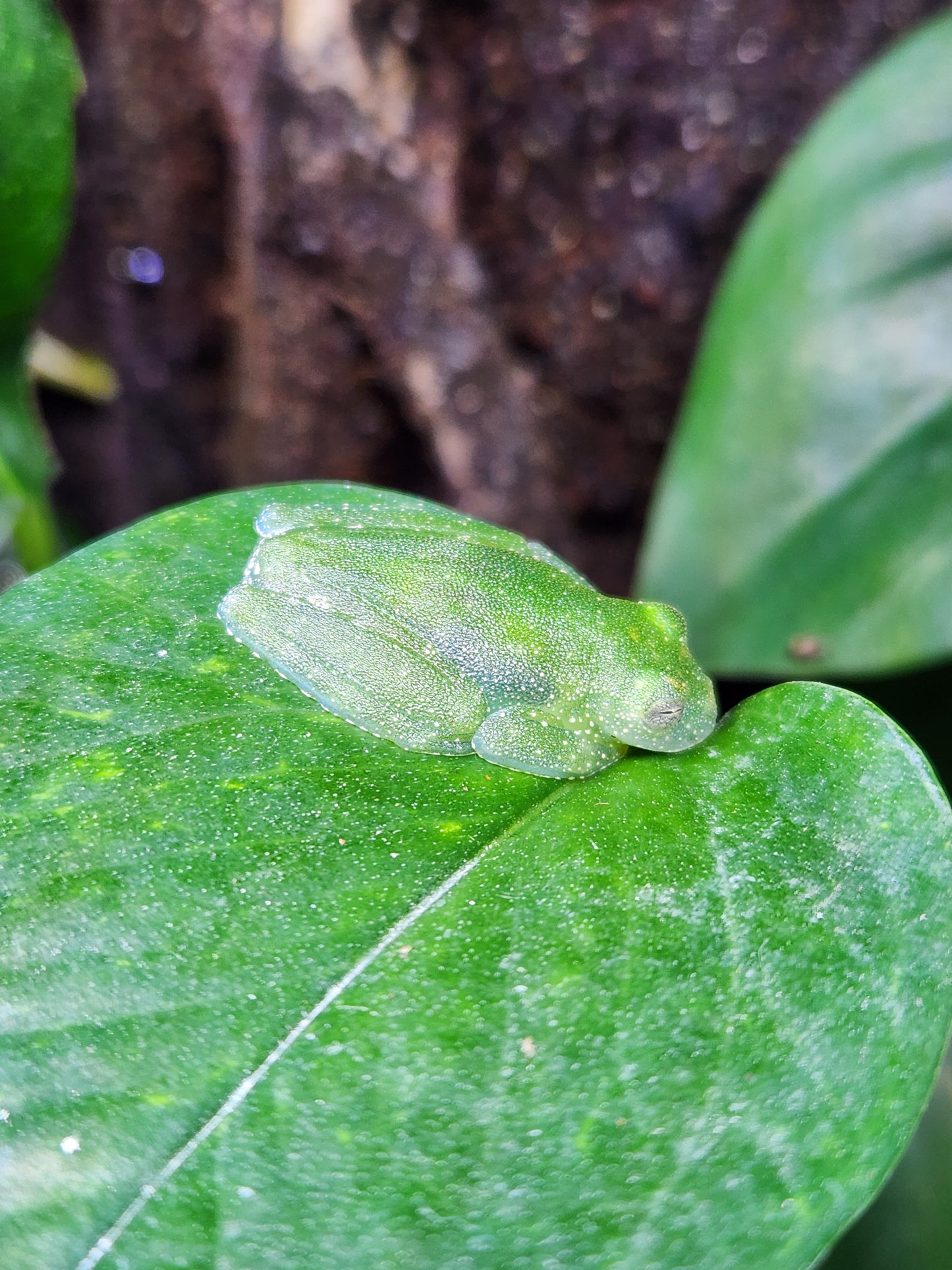 Amphibian - Powdered Glass Frog - Teratohyla pulverata - Unsexed